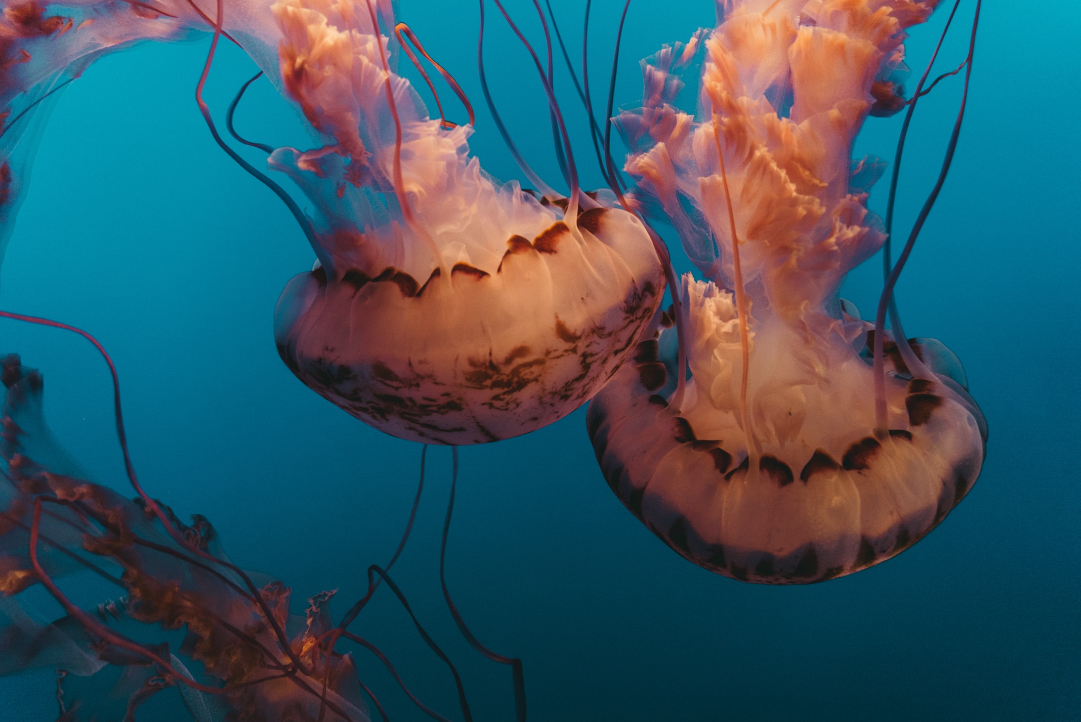 Nieuw taxonomisch project wil alle organismen in kaart brengen