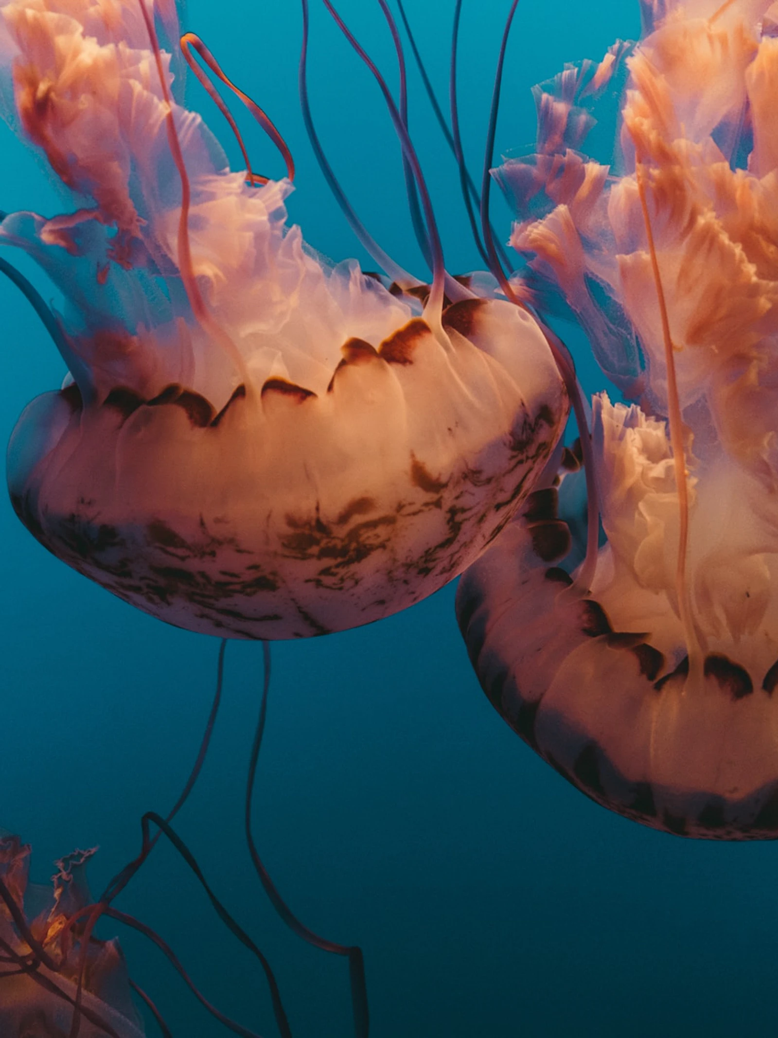 Nieuw taxonomisch project wil alle organismen in kaart brengen