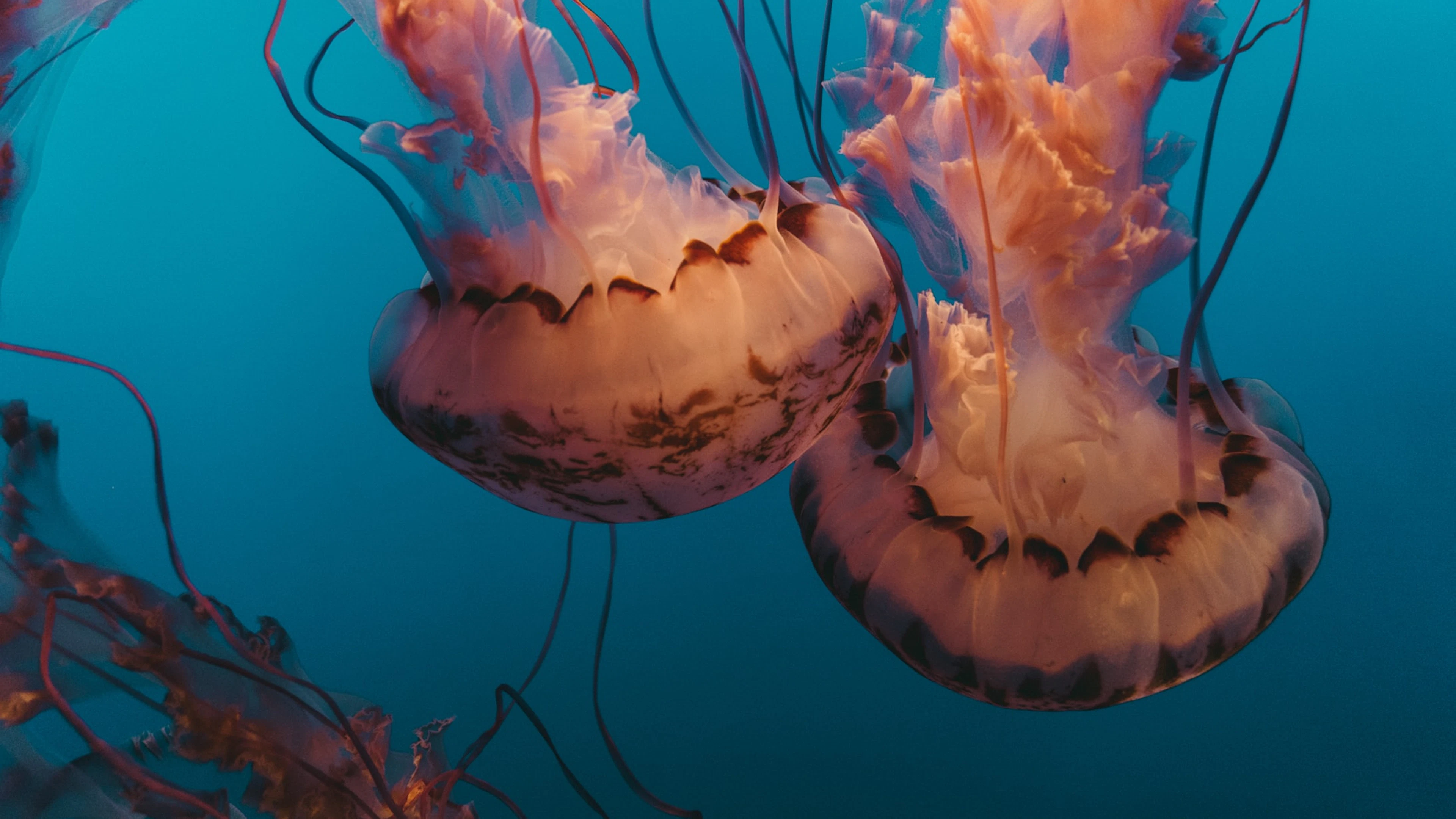 Nieuw taxonomisch project wil alle organismen in kaart brengen