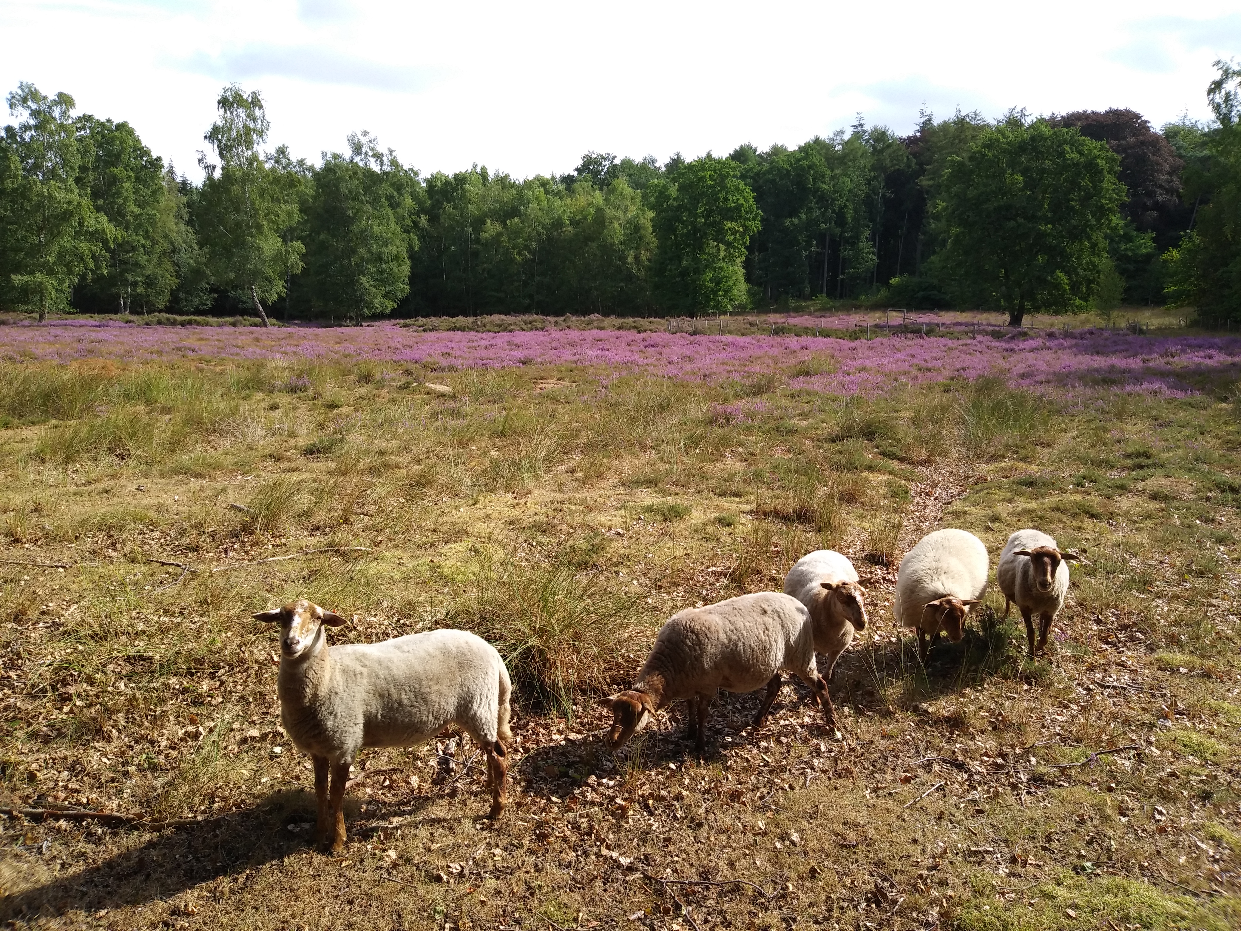 Zeldzame kevers spot je op de Brugse Heide