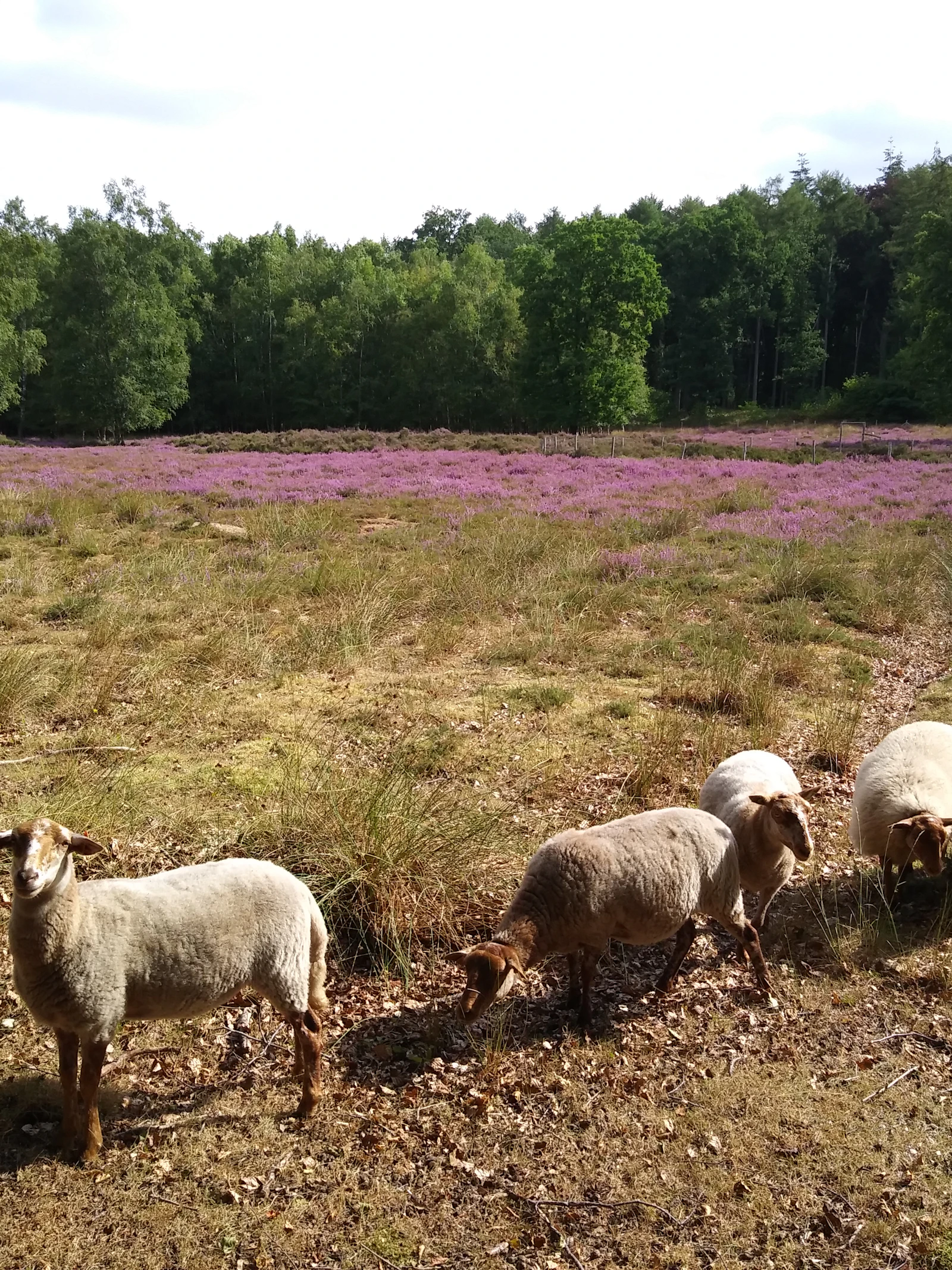 Zeldzame kevers spot je op de Brugse Heide