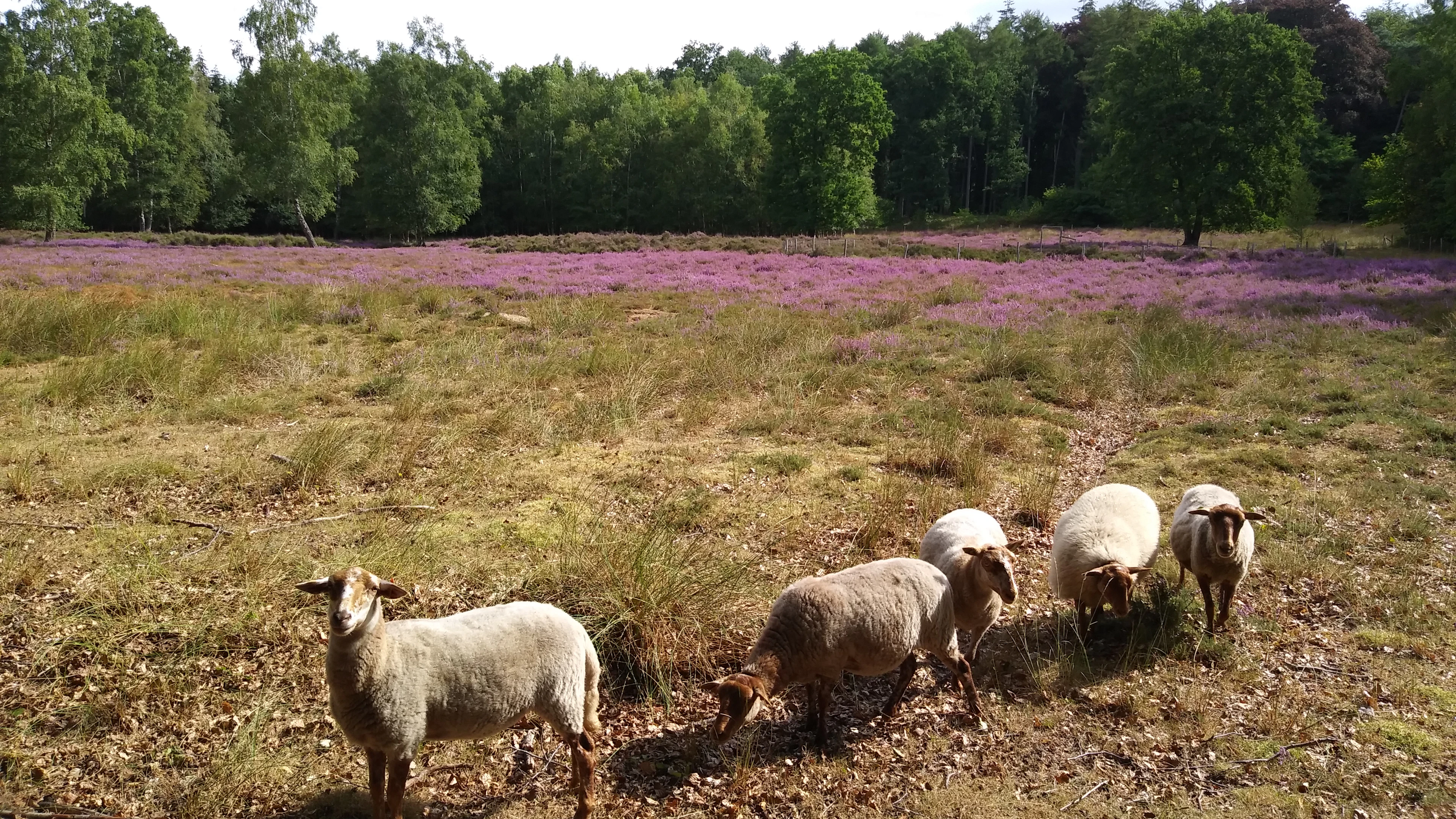 Zeldzame kevers spot je op de Brugse Heide