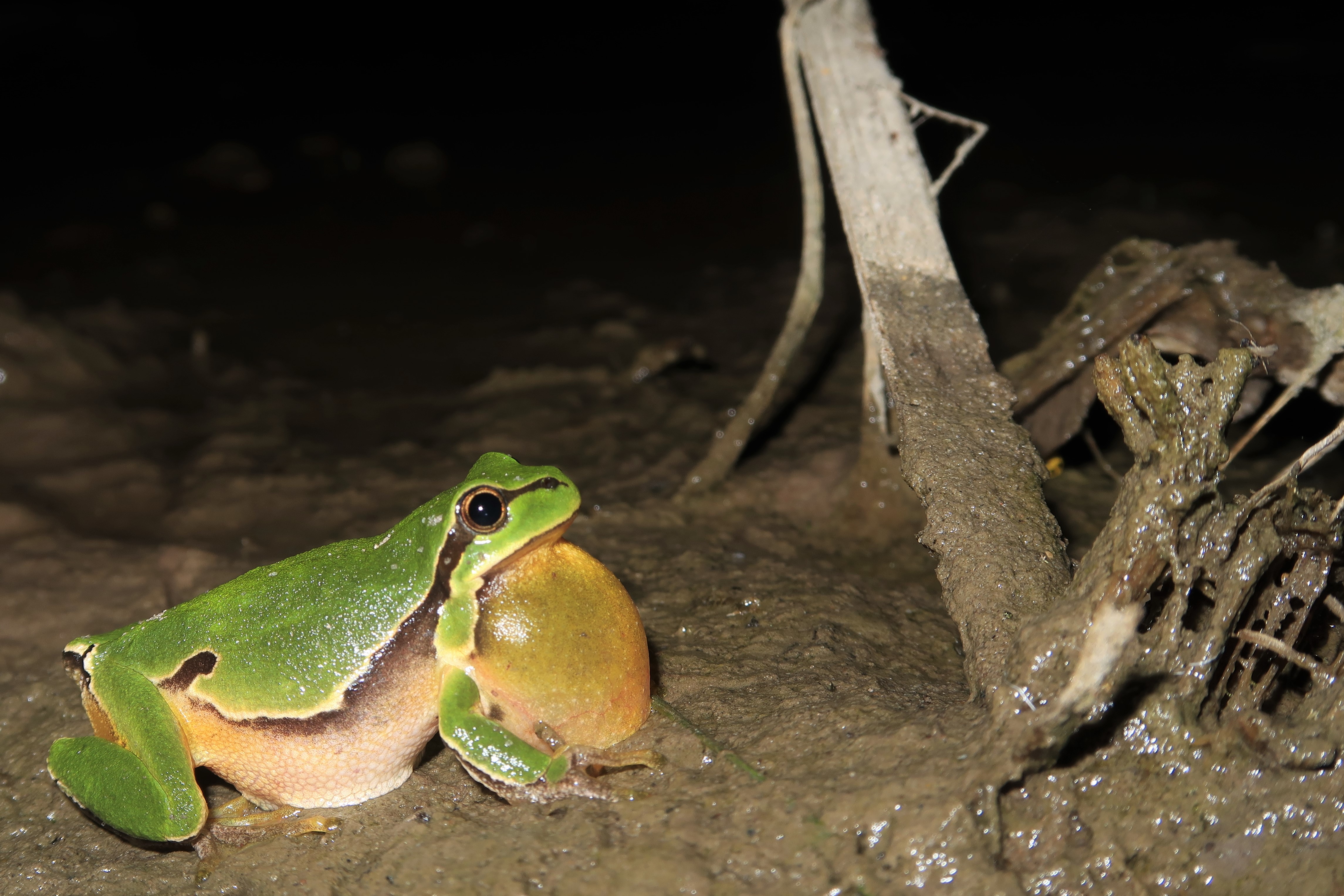 Zo keerde het kleine groene struikrovertje terug in Maaseik