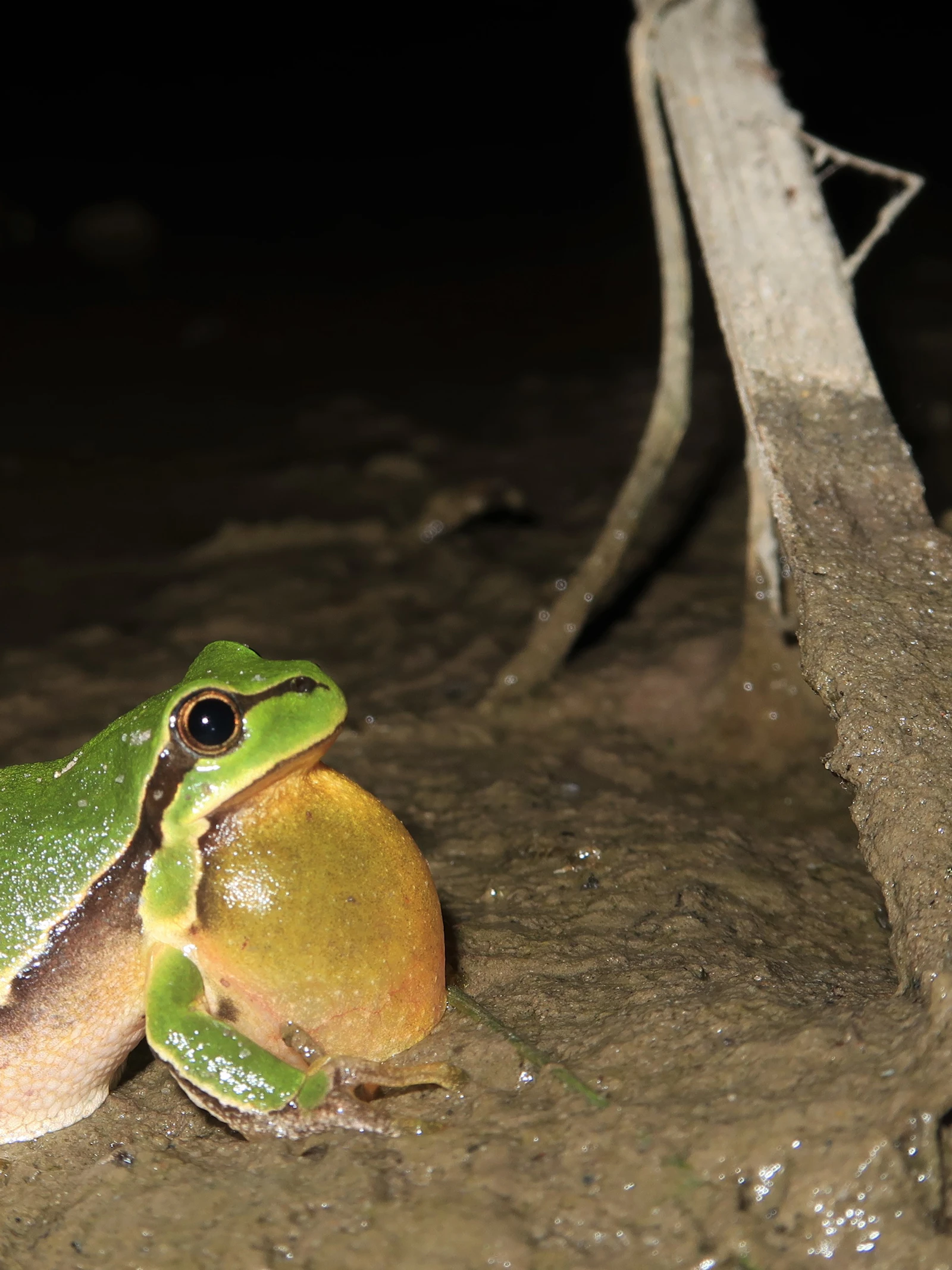 Zo keerde het kleine groene struikrovertje terug in Maaseik