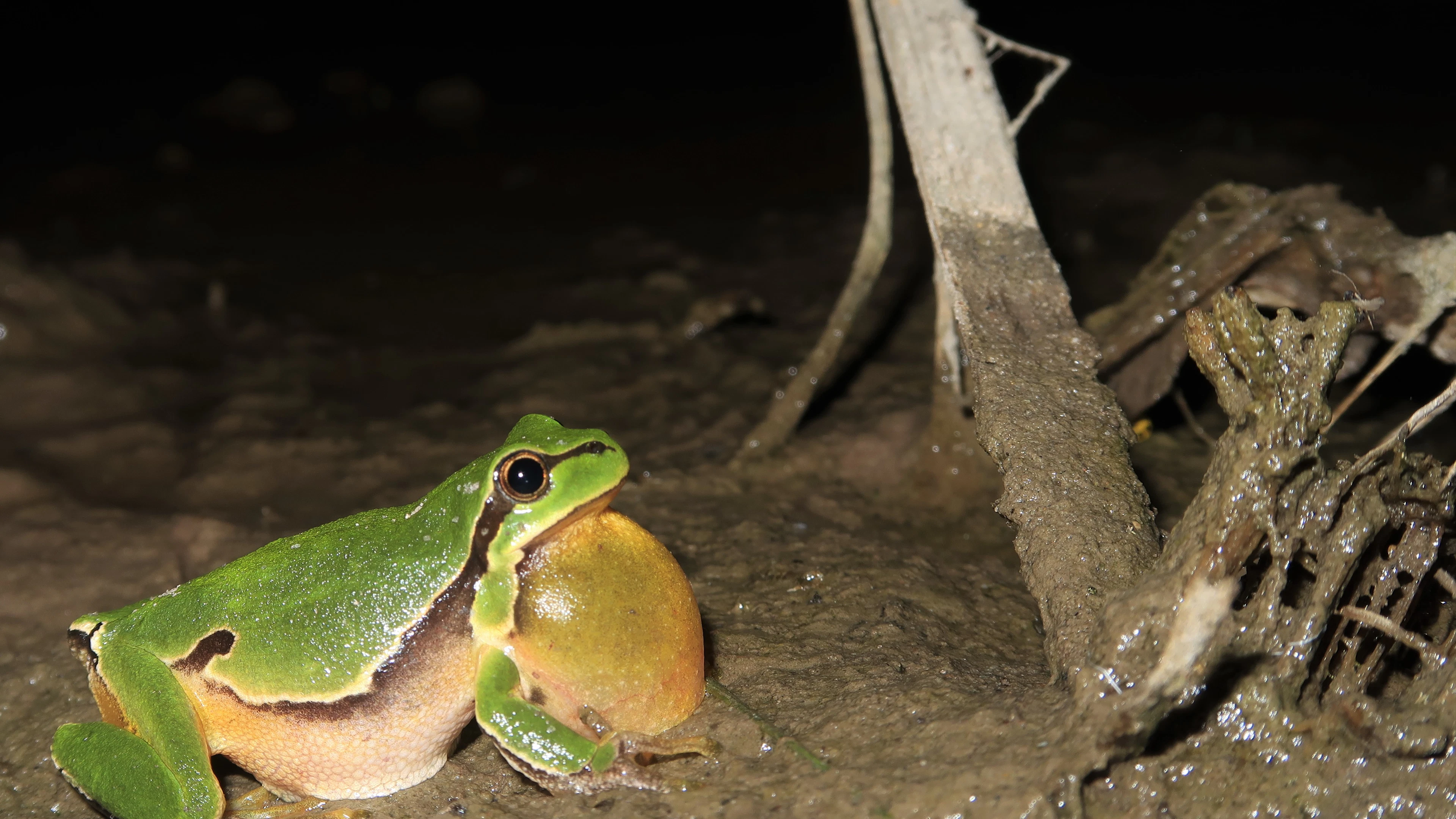 Zo keerde het kleine groene struikrovertje terug in Maaseik