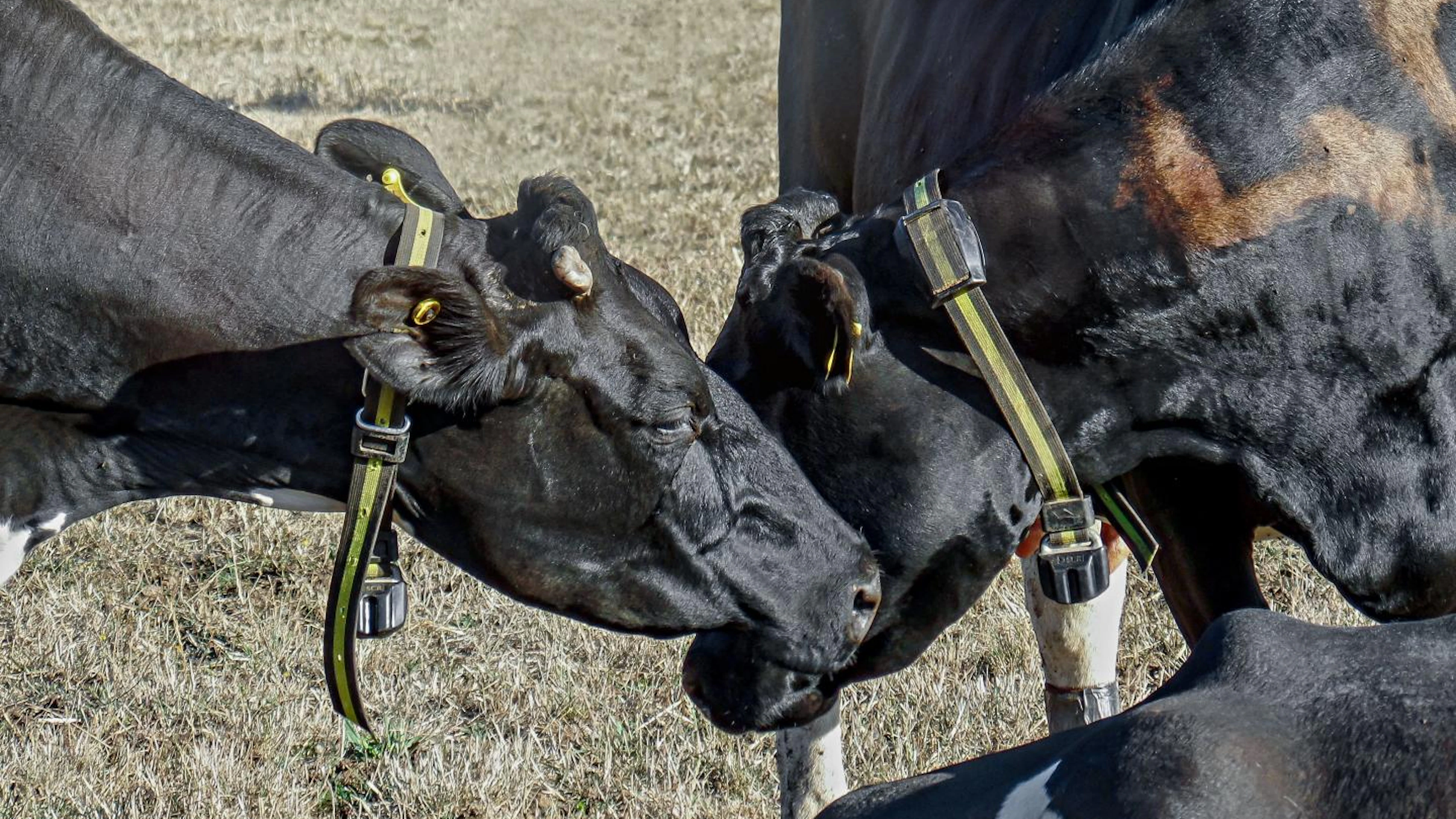 Koeien sluiten vriendschap met 'kusjes'