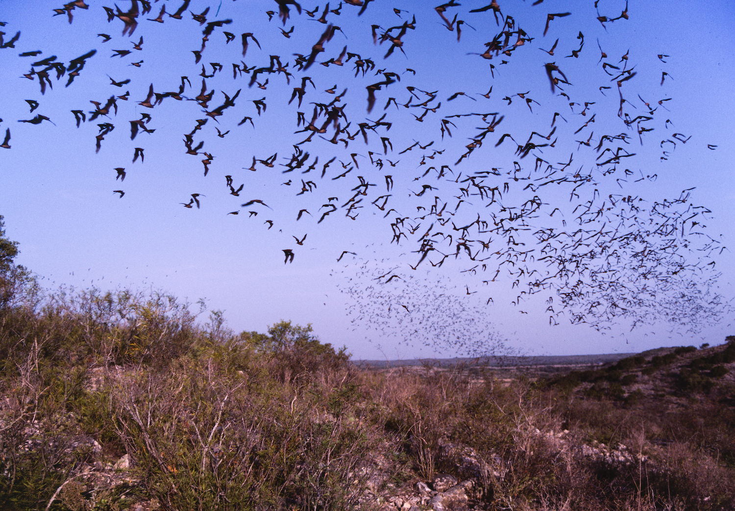 Minder biodiversiteit, meer risico op ziektes