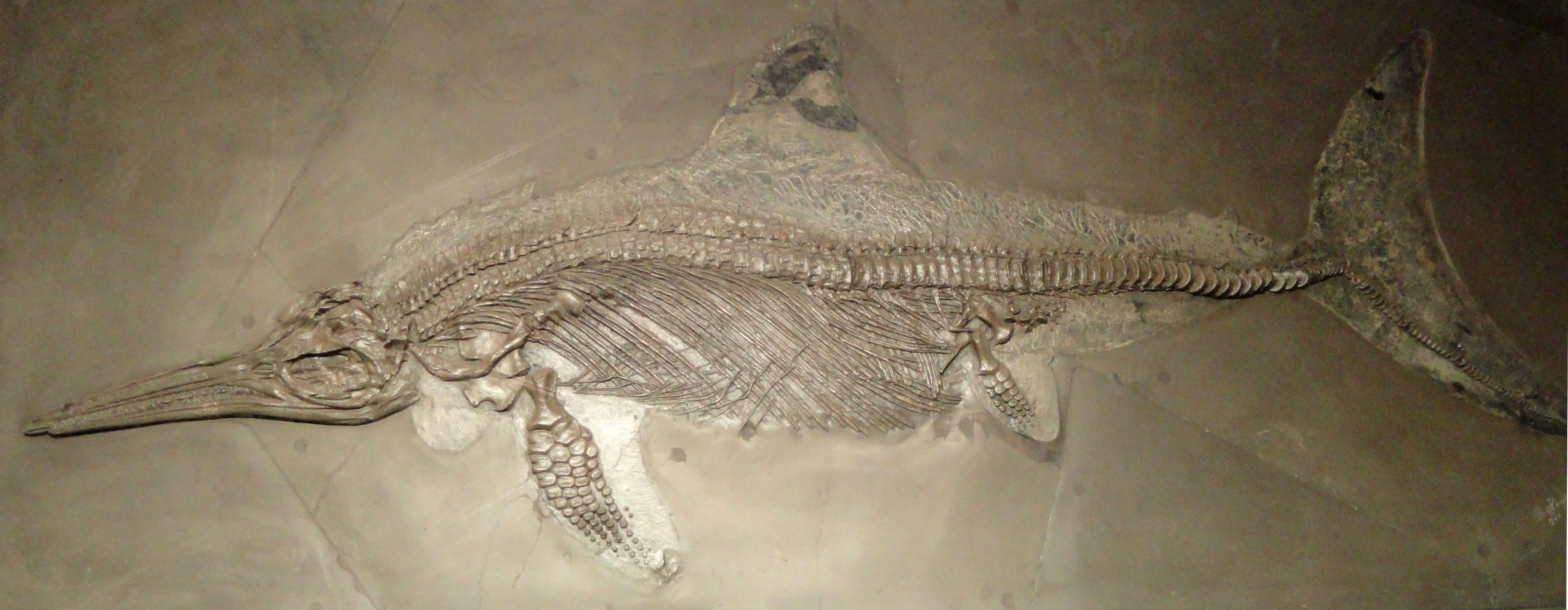 Ichthyosaurus
