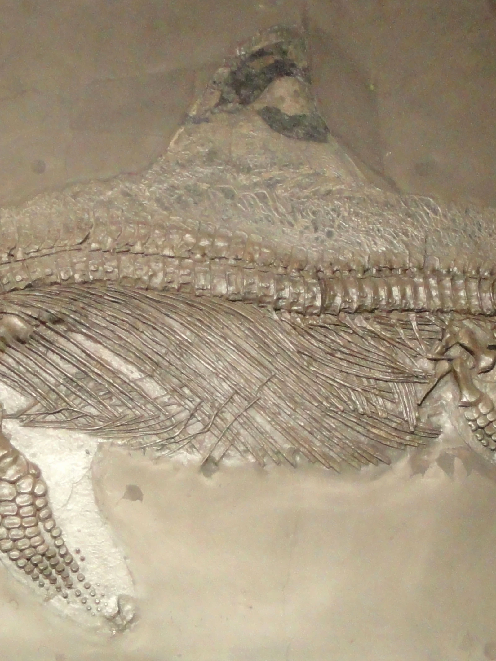 Ichthyosaurus Ichthyosaurus