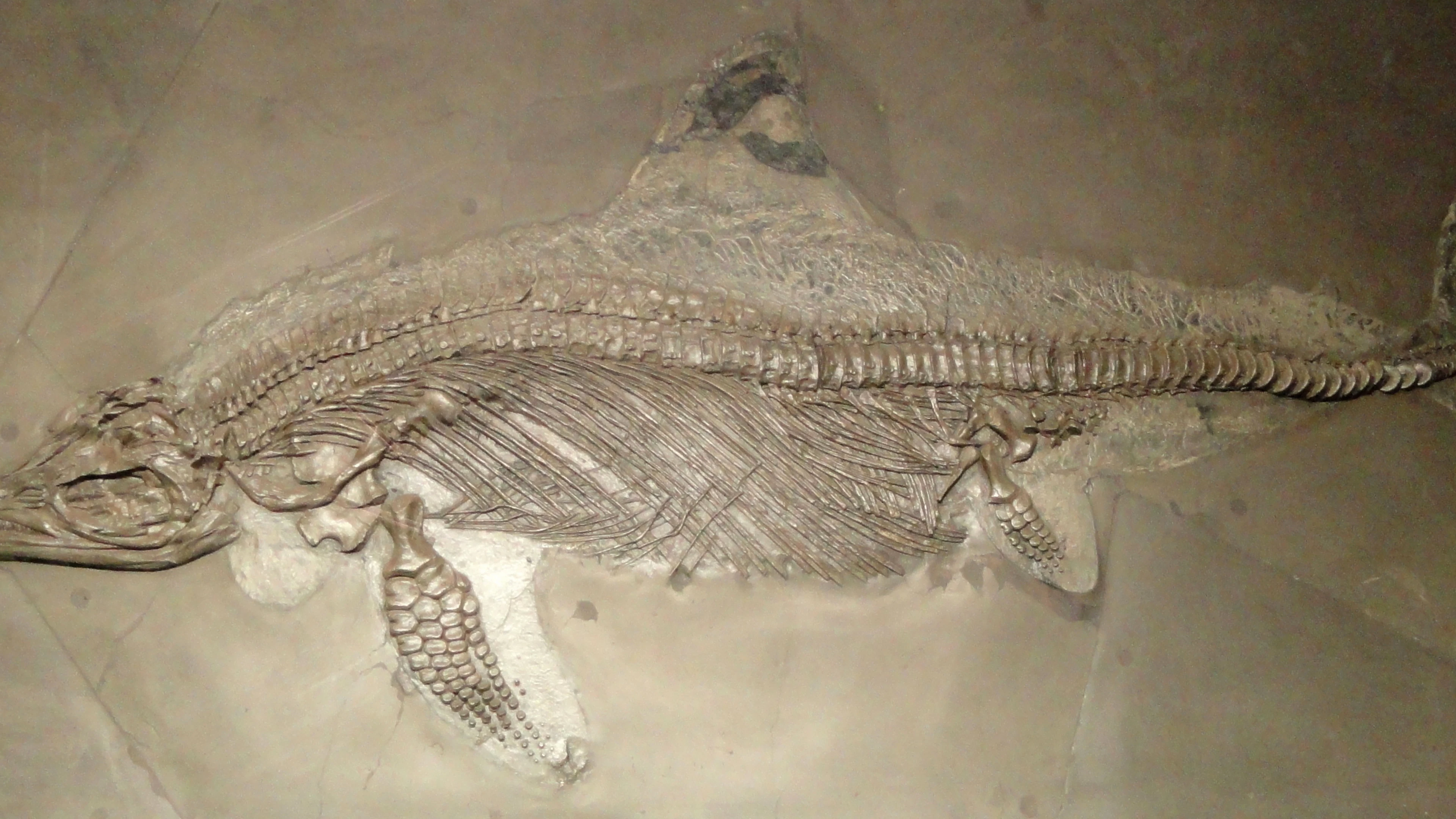 Ichthyosaurus Ichthyosaurus
