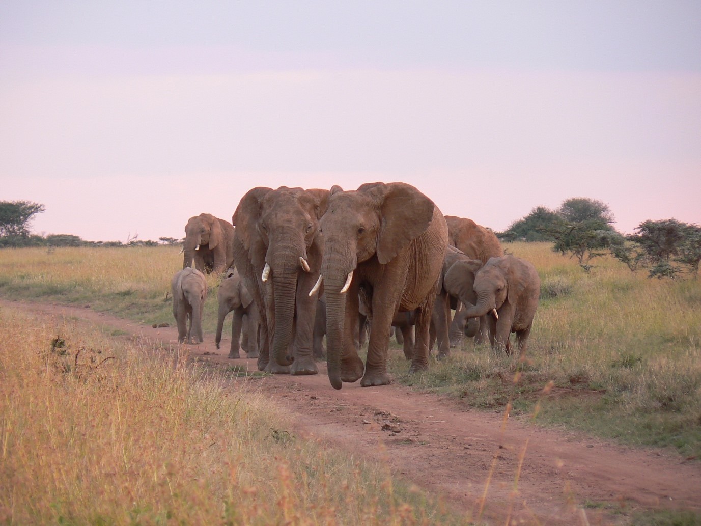 Het wild heeft voorrang in de savanne, dus soms moet je wachten terwijl een kudde olifanten de weg oversteekt. © Judith Sitters