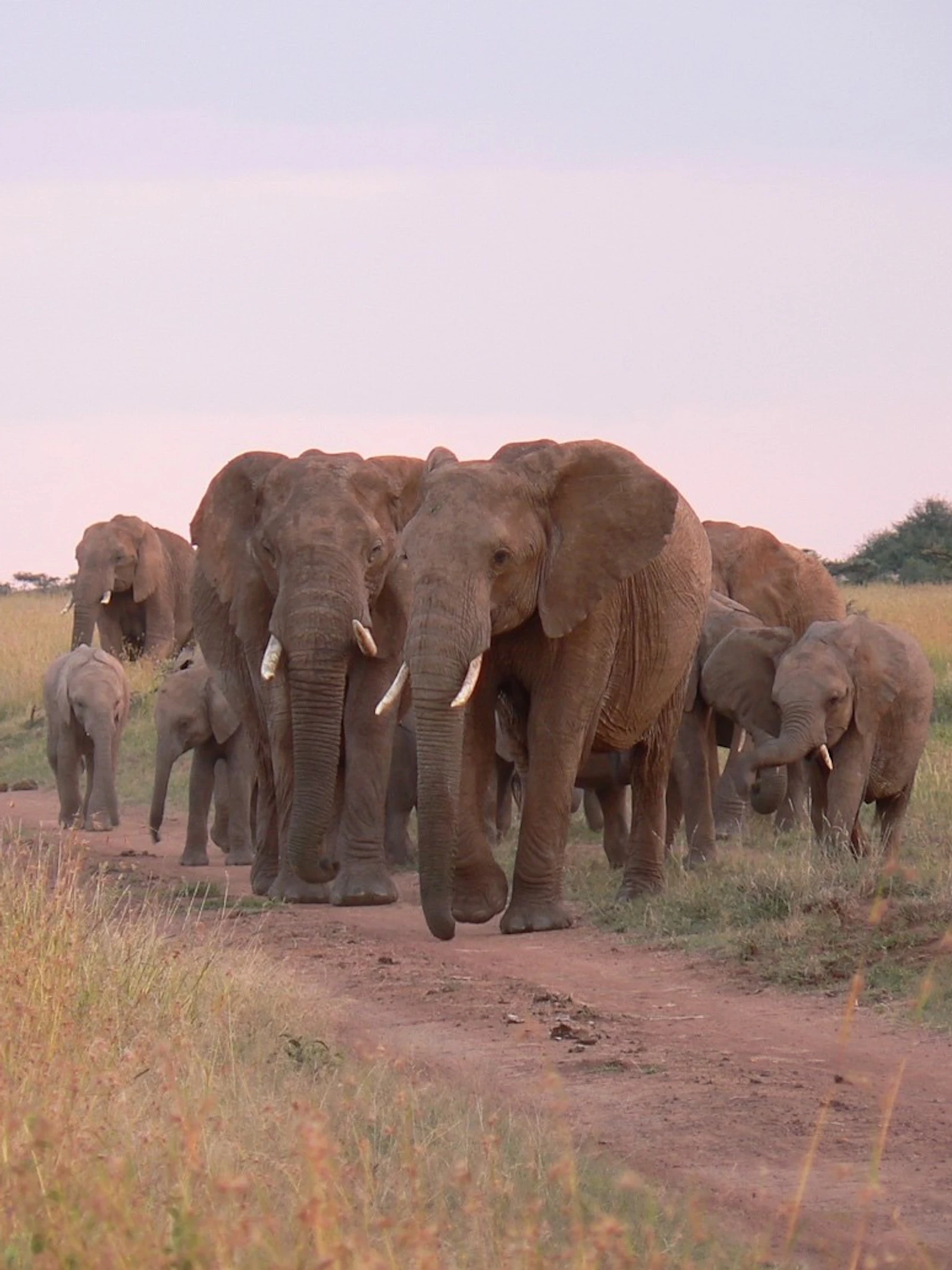 Het wild heeft voorrang in de savanne, dus soms moet je wachten terwijl een kudde olifanten de weg oversteekt. © Judith Sitters