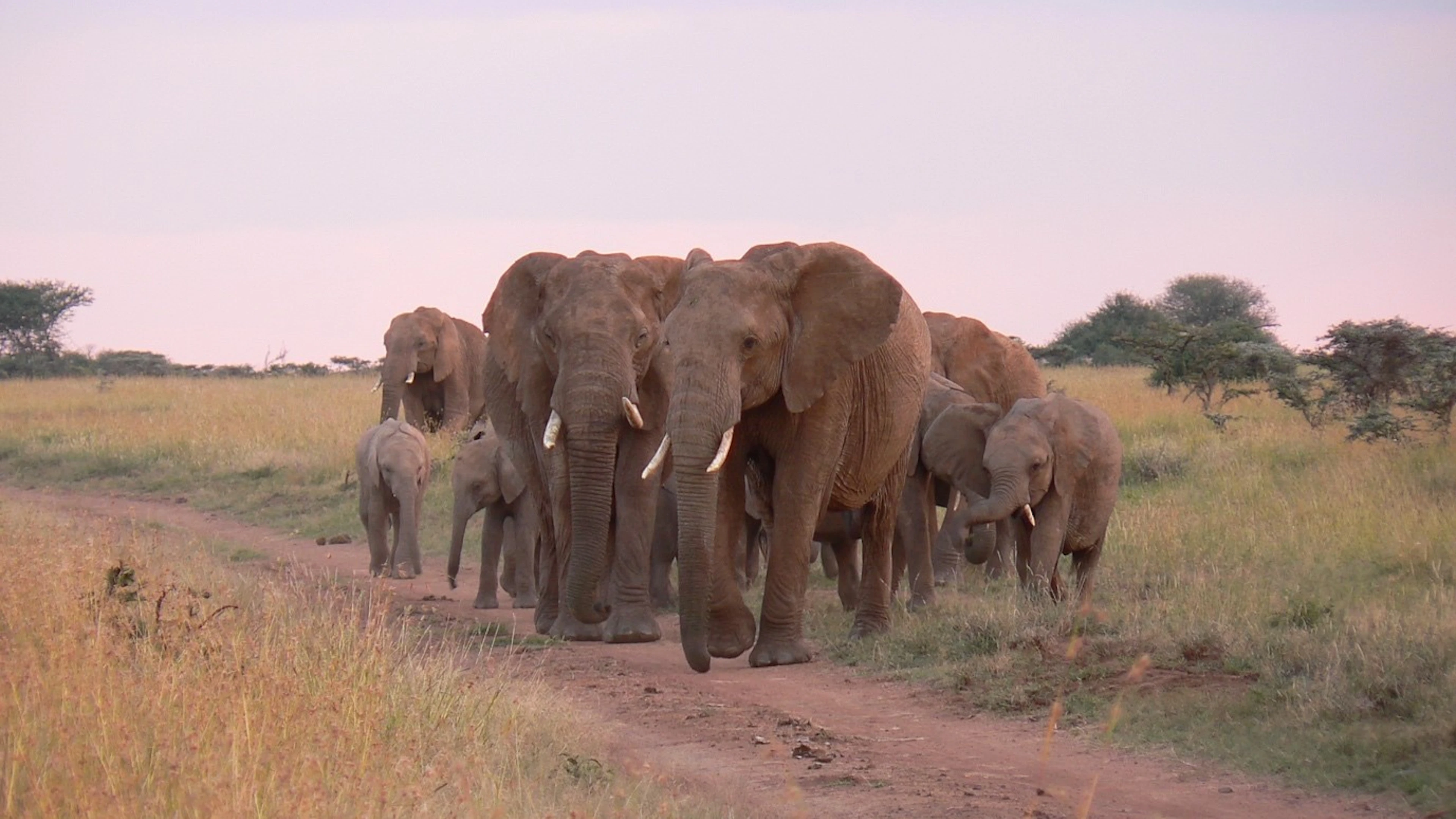 Het wild heeft voorrang in de savanne, dus soms moet je wachten terwijl een kudde olifanten de weg oversteekt. © Judith Sitters