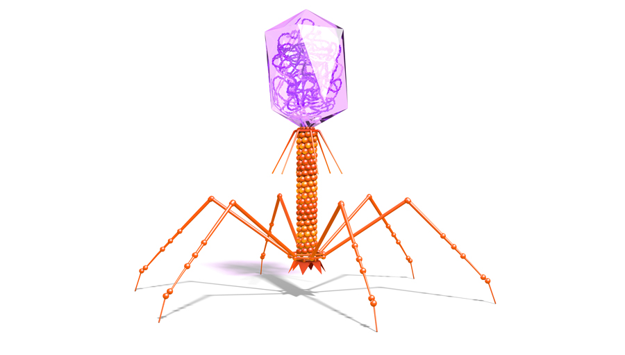 Bacteriofaag