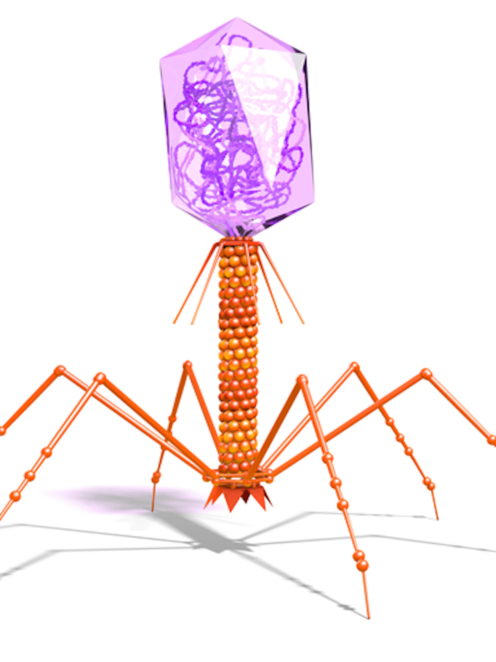 Bacteriofaag Bacteriofaag