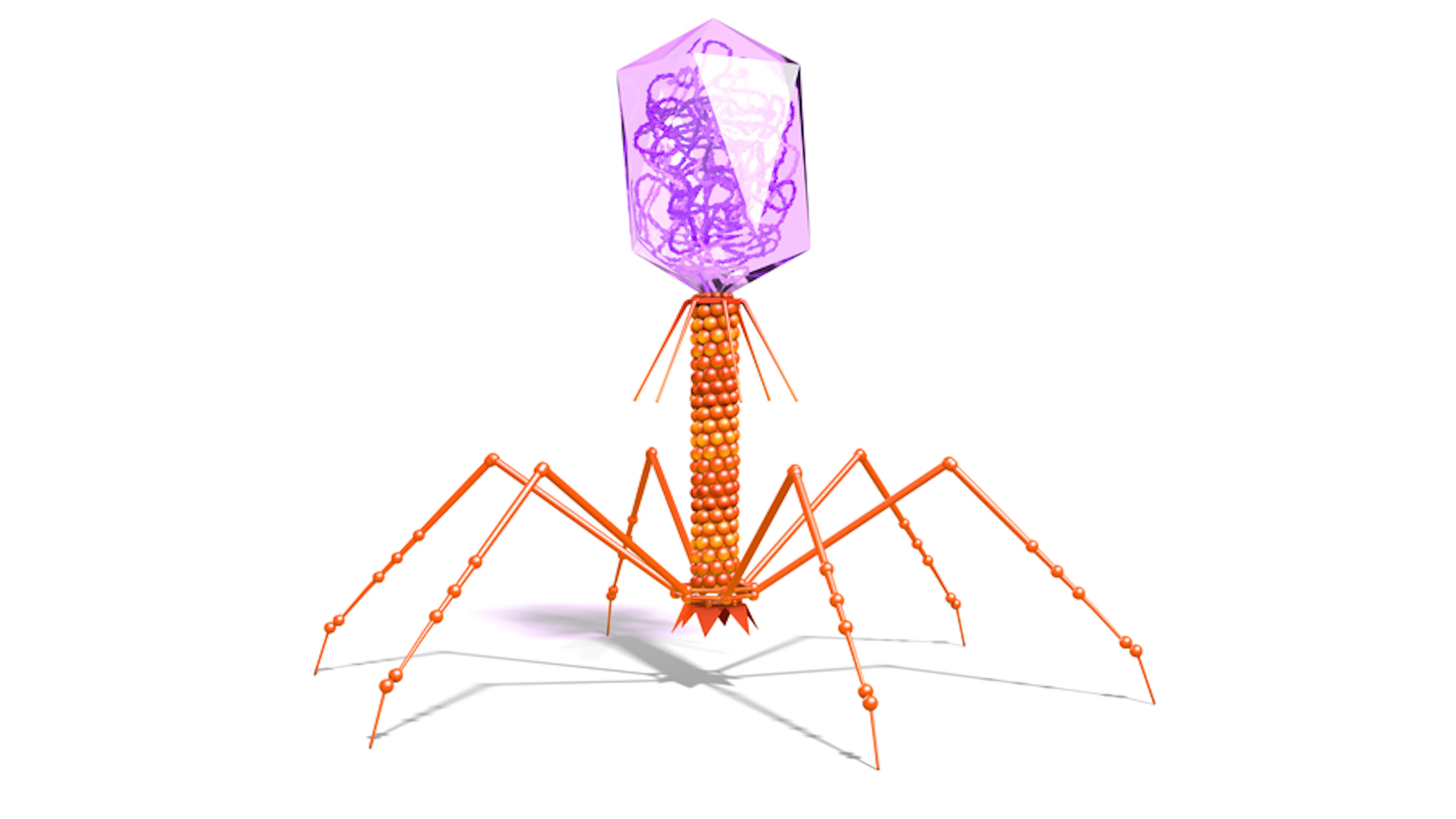 Bacteriofaag Bacteriofaag