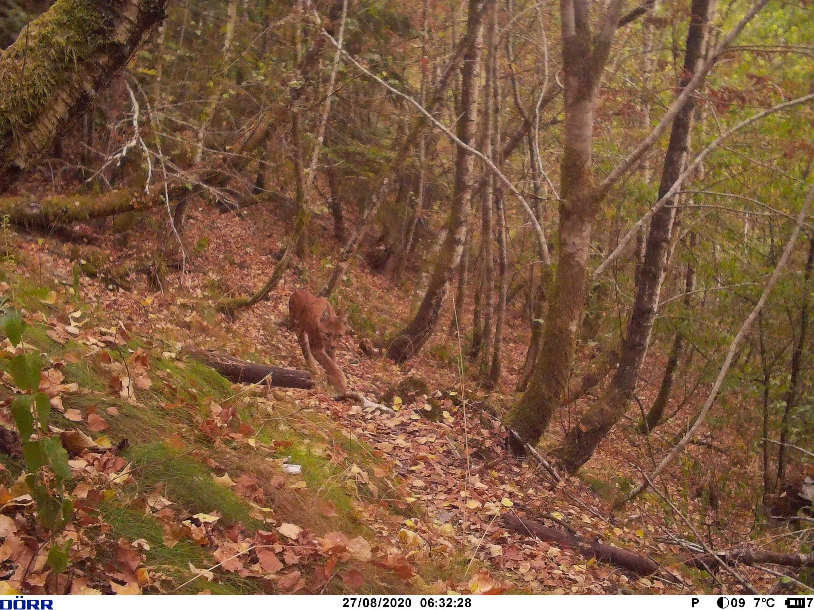 De lynx is terug, duidelijk en in kleur