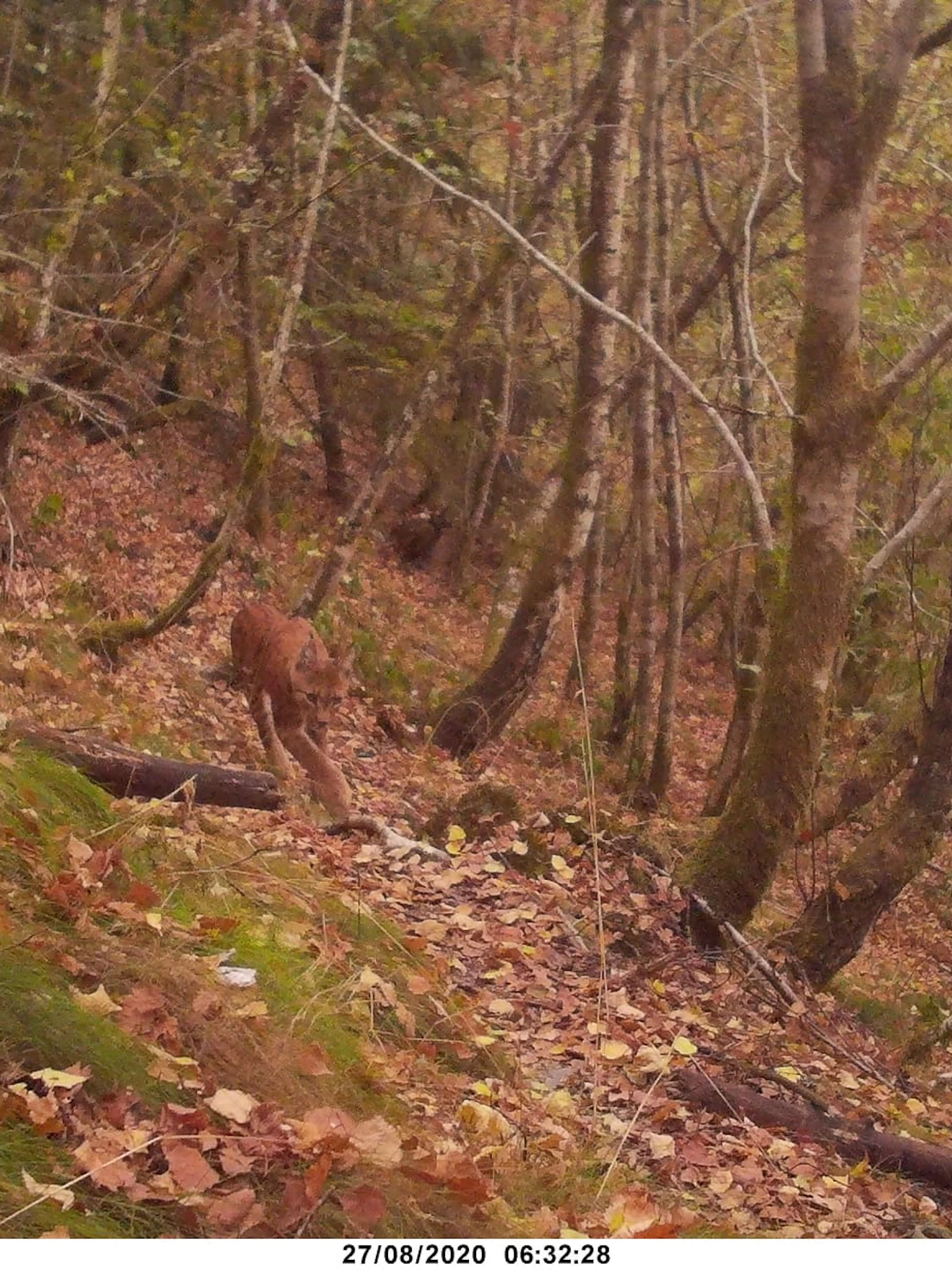 De lynx is terug, duidelijk en in kleur