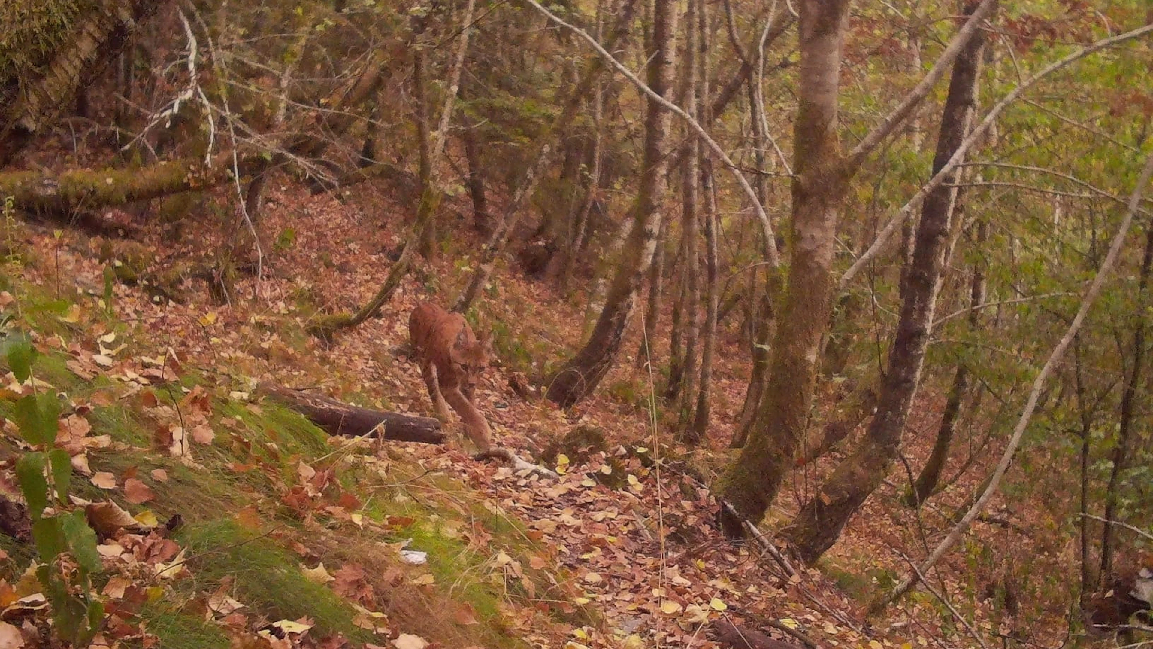De lynx is terug, duidelijk en in kleur