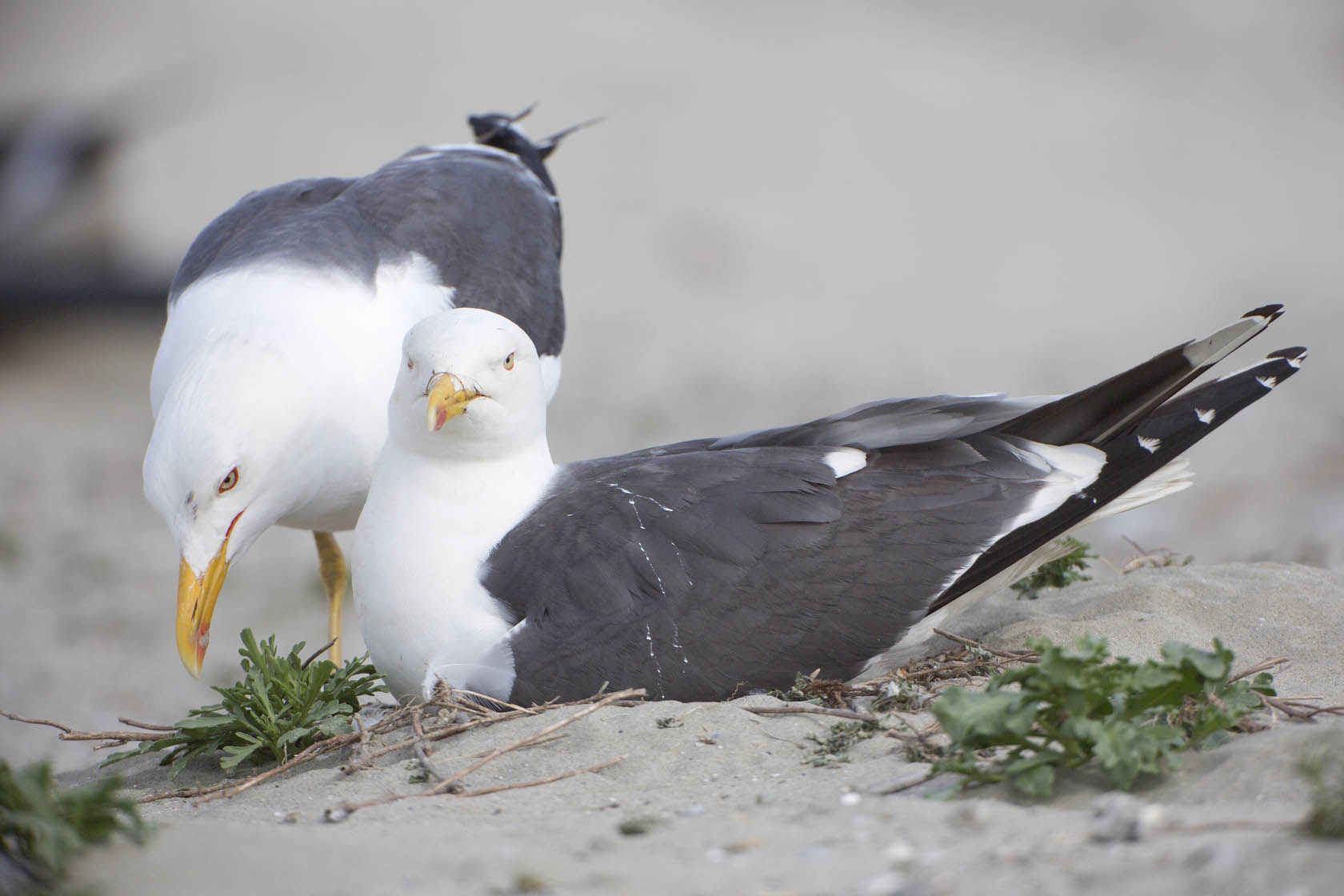 Wat aanstaande ouders kunnen leren van meeuwen