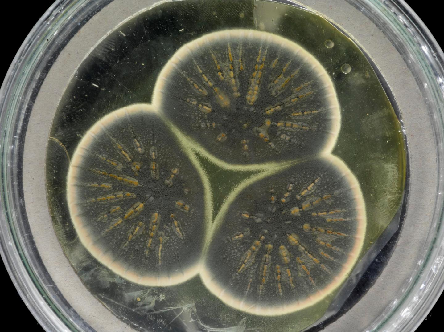 Flemings antibiotica onder de loep