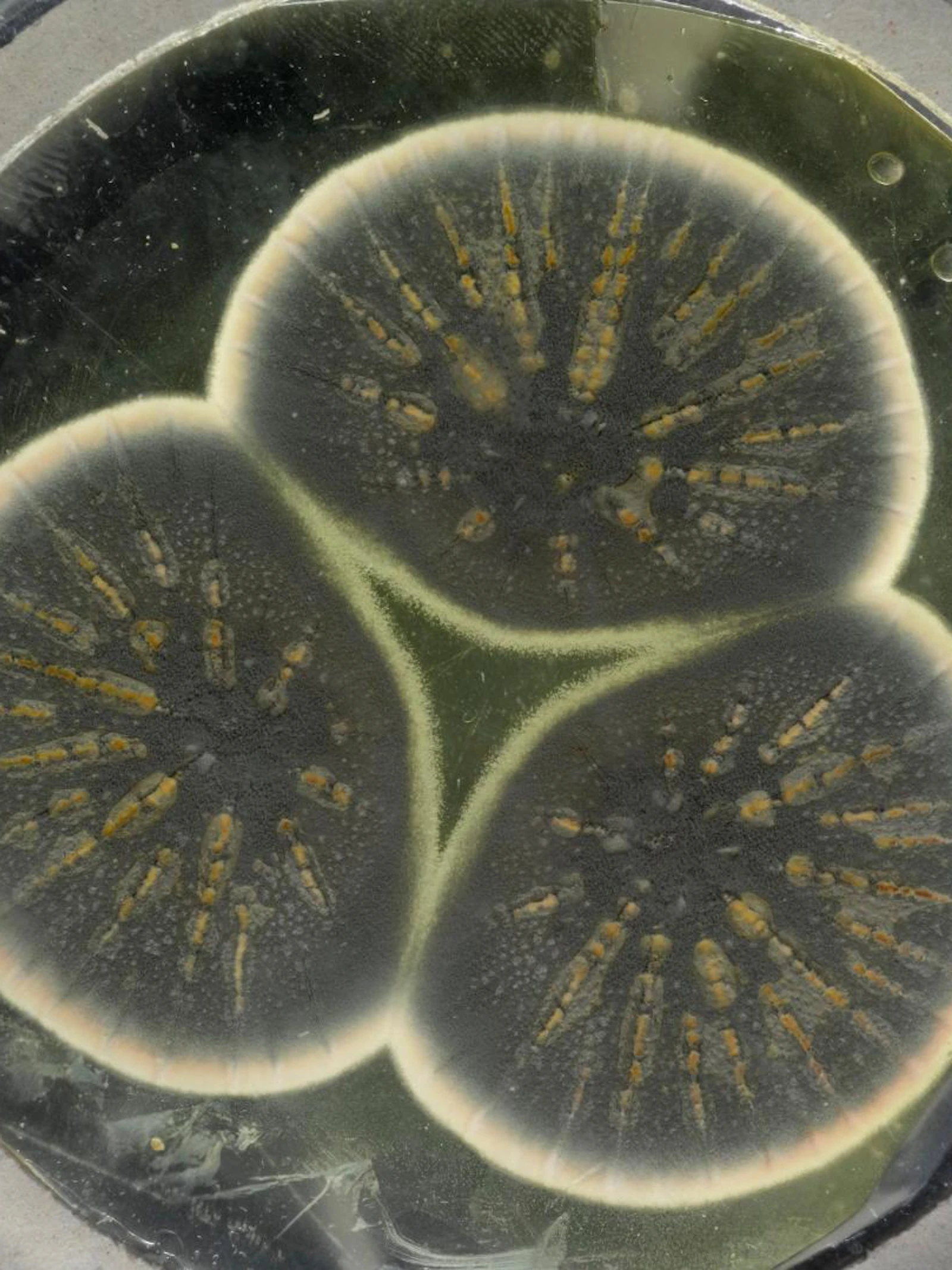 Flemings antibiotica onder de loep