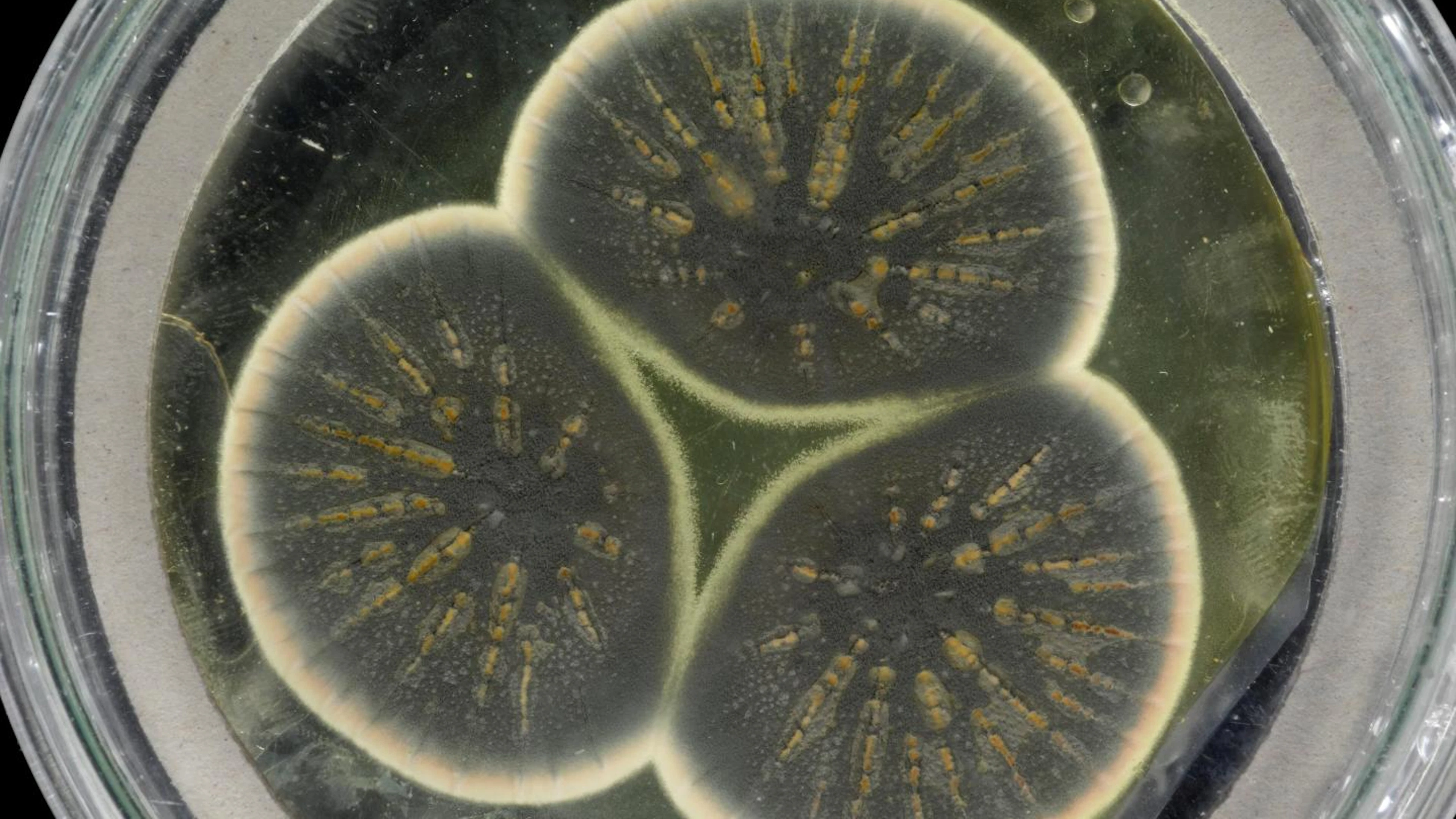 Flemings antibiotica onder de loep