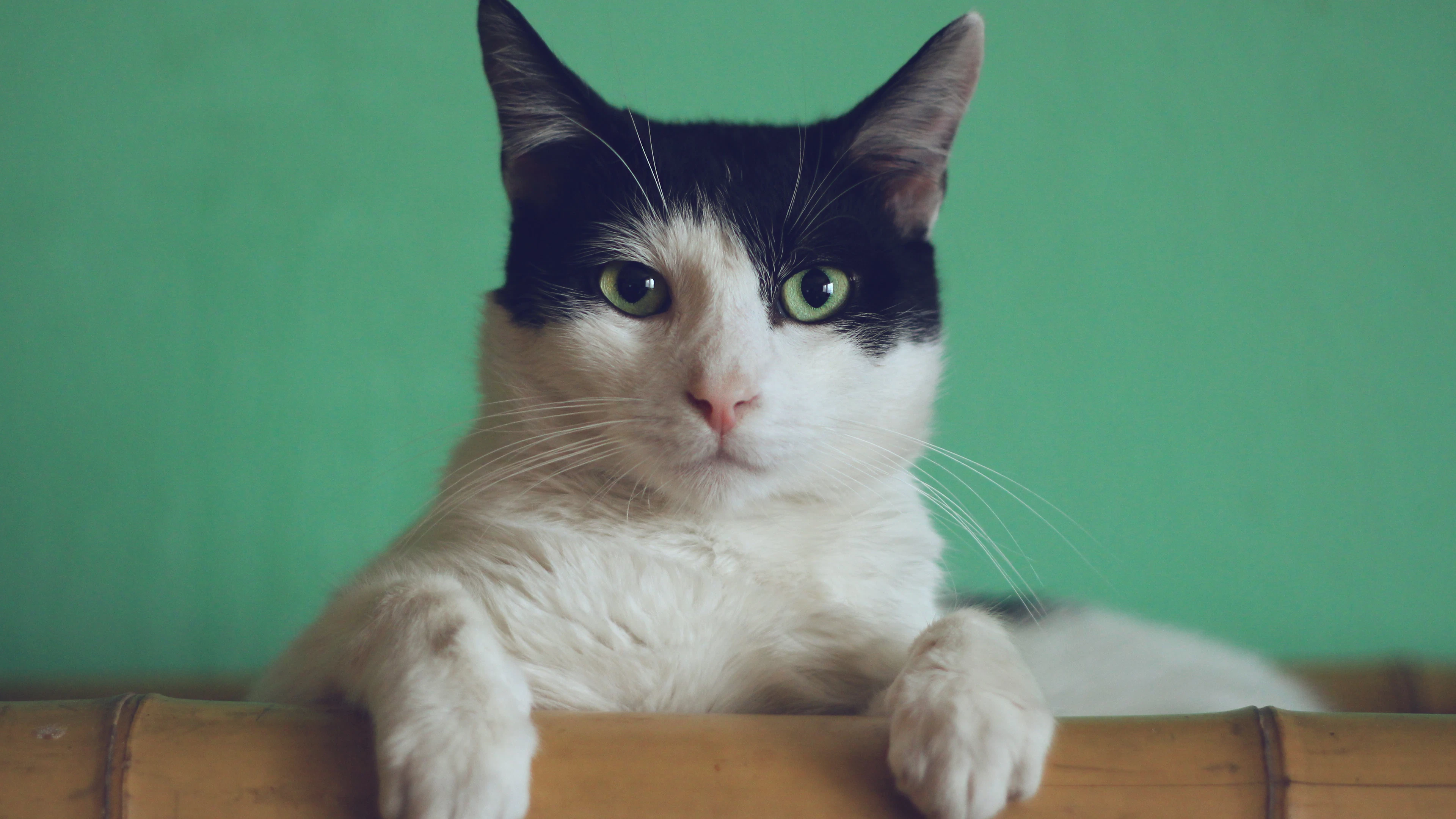 Hoe vaak per dag moet je je kat voeren?