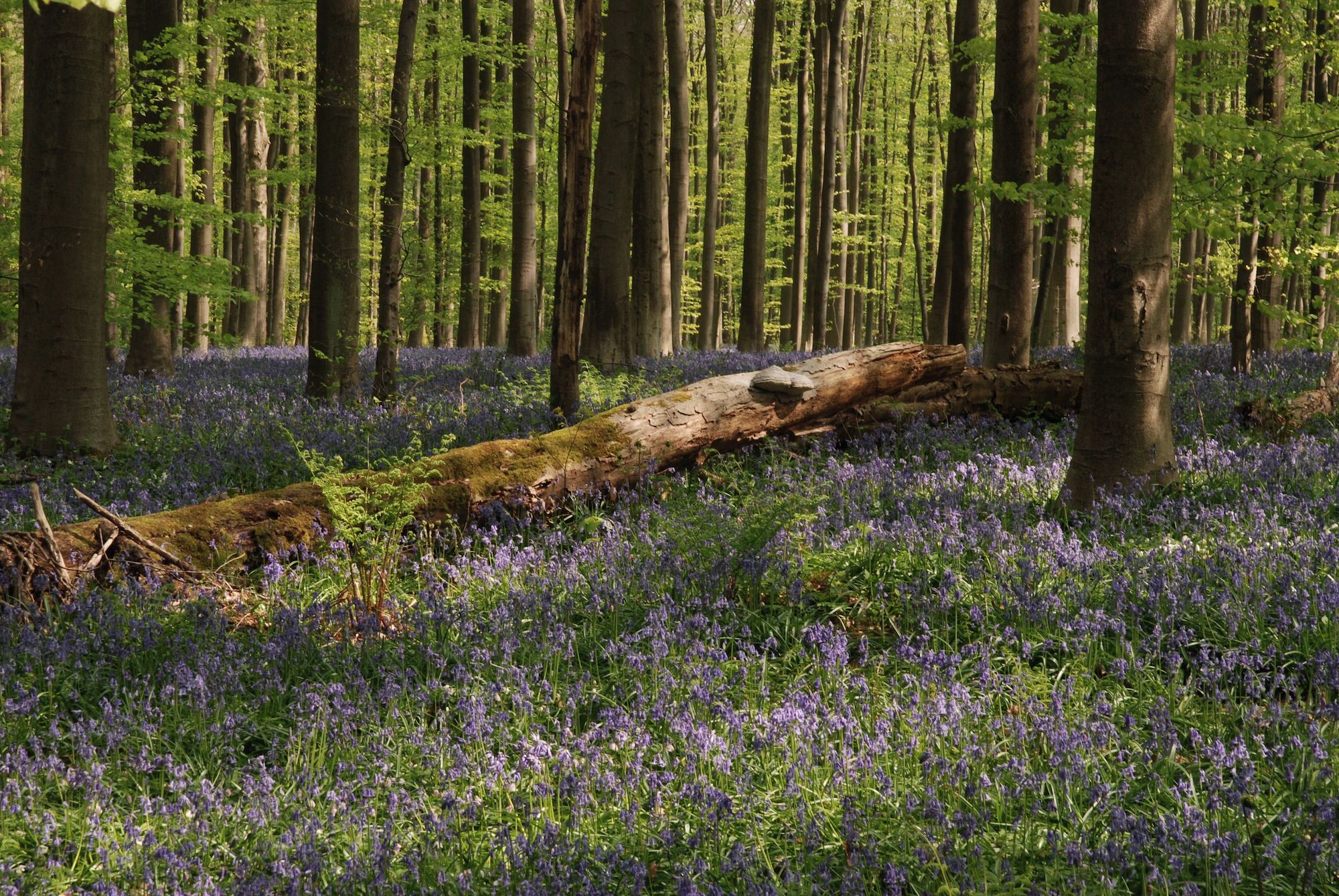 Hoera, er gaan weer bomen dood!