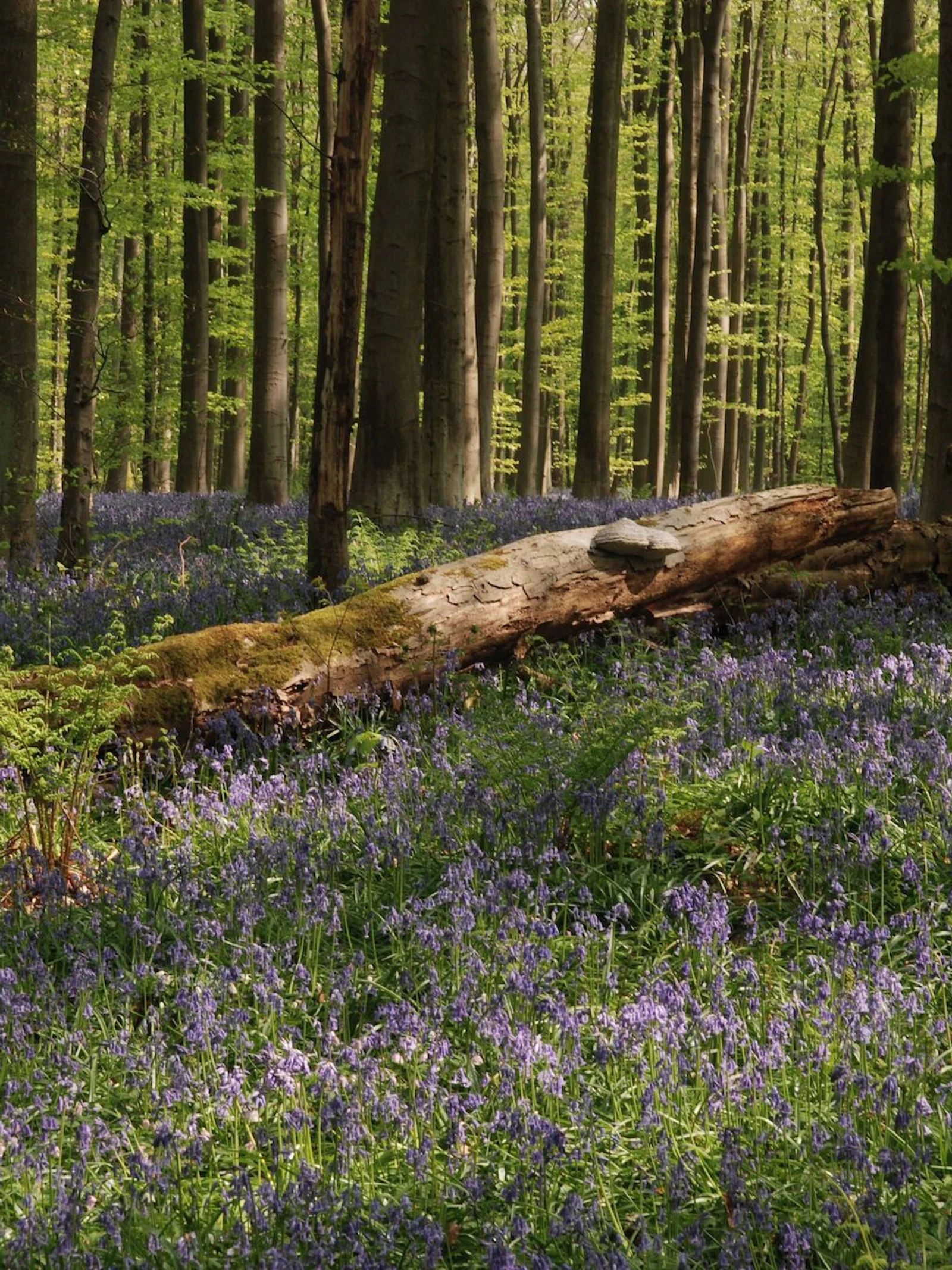 Hoera, er gaan weer bomen dood!