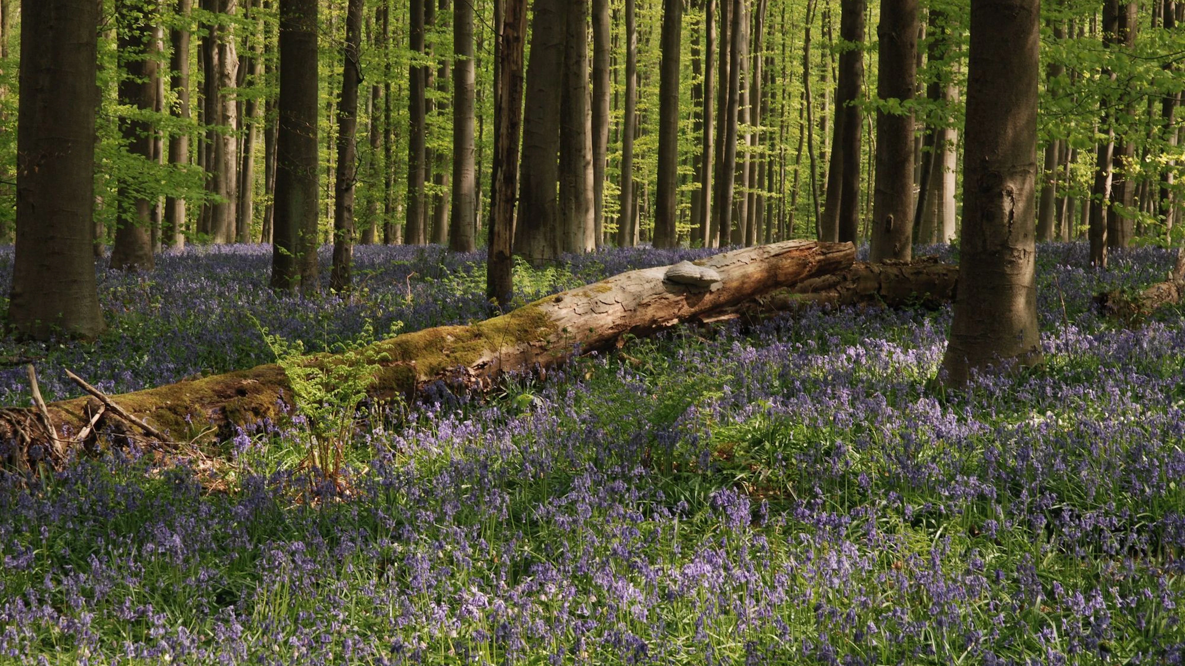 Hoera, er gaan weer bomen dood!