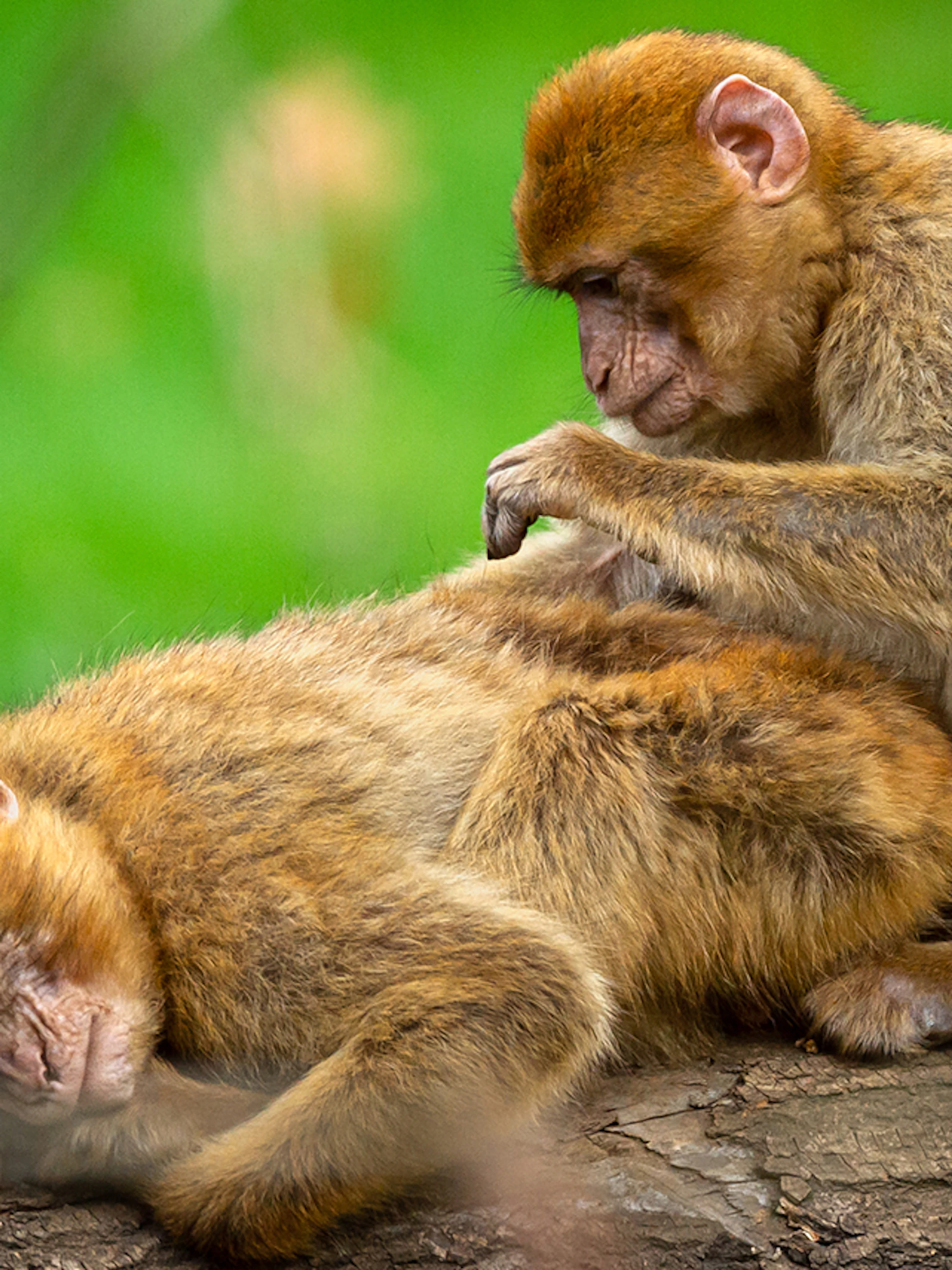 Berberapen in ZOO Planckendael Illegale handel van de apen als huisdieren blijft groot probleem
