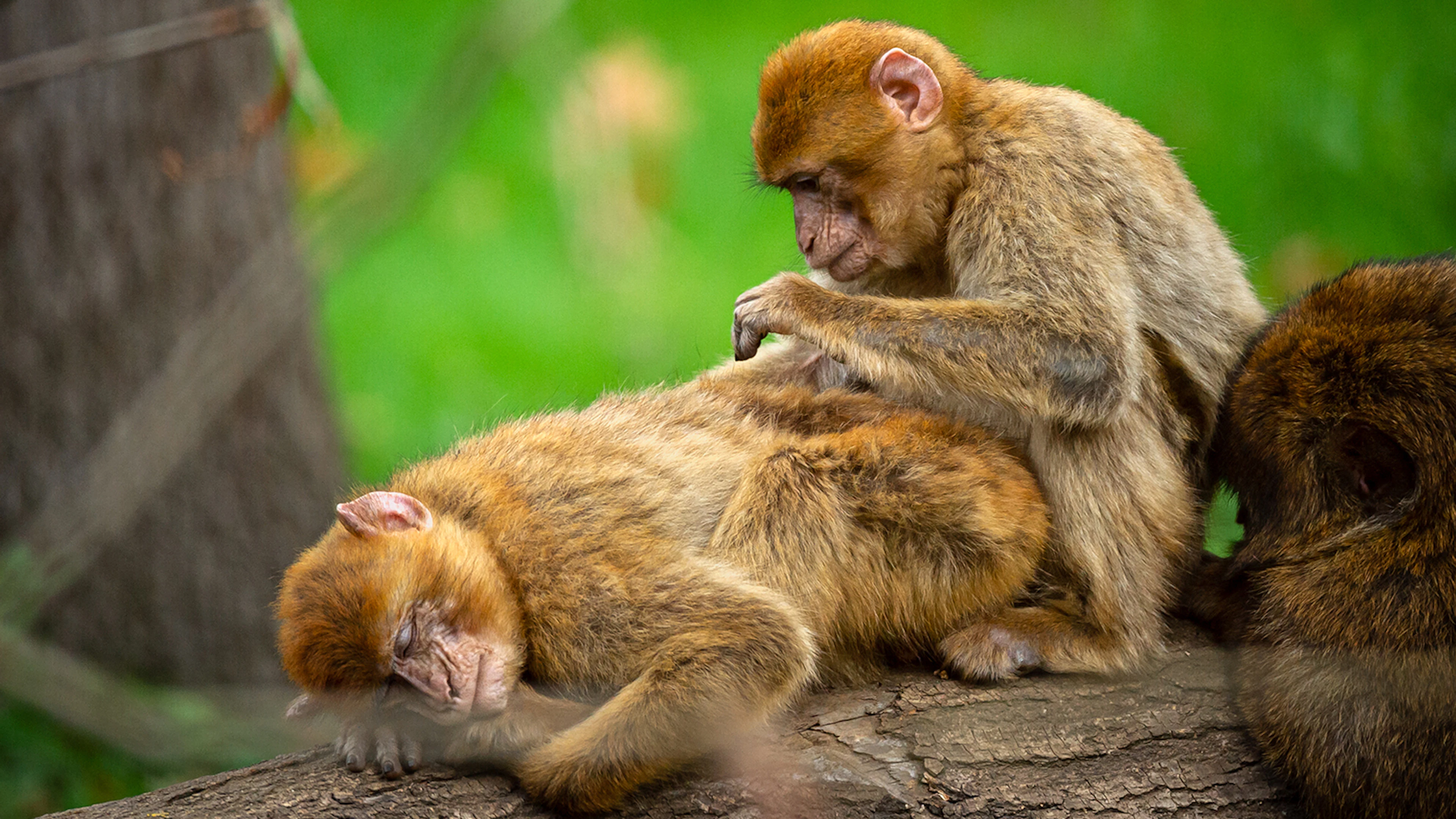 Berberapen in ZOO Planckendael Illegale handel van de apen als huisdieren blijft groot probleem