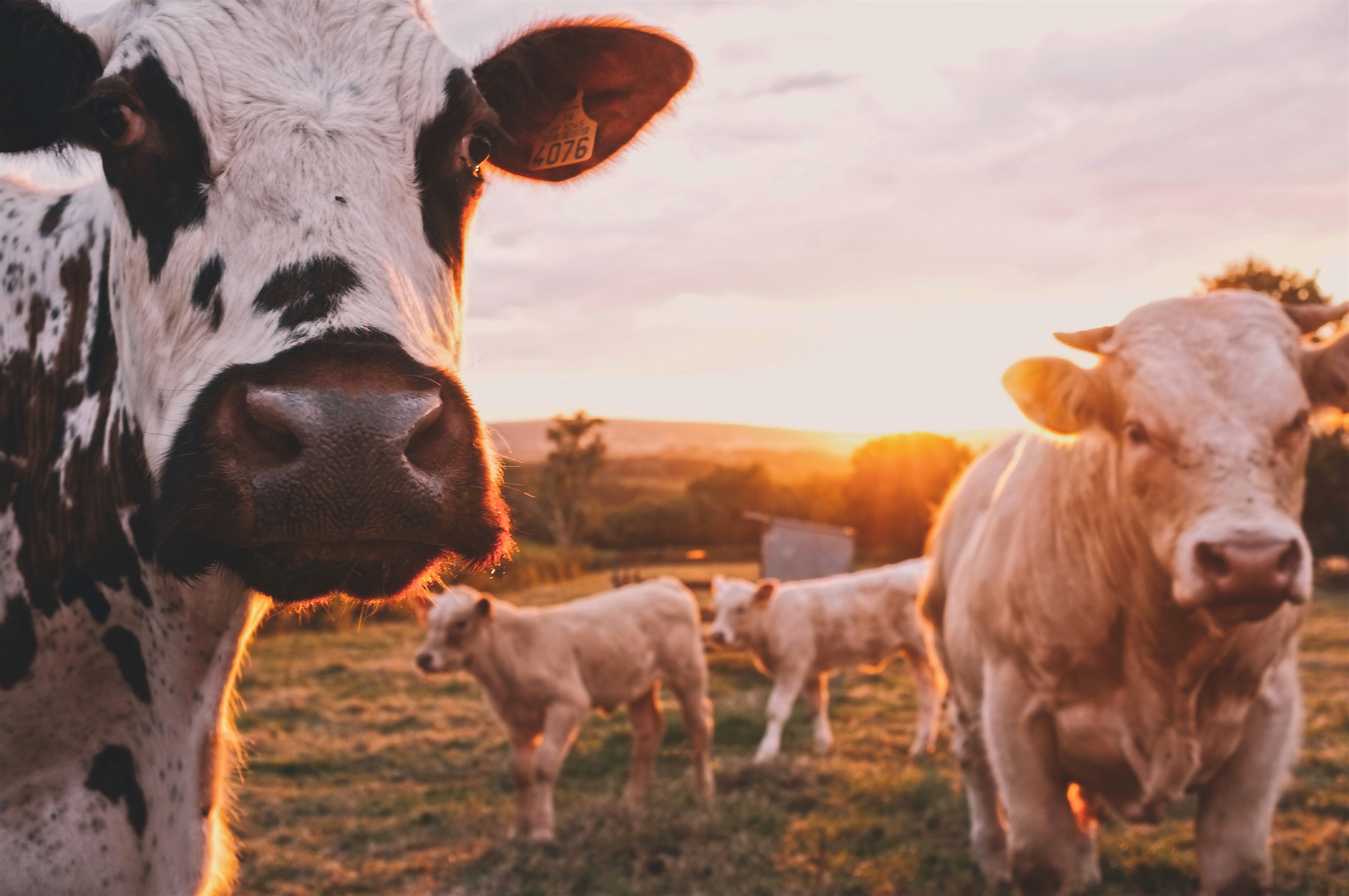 Hoe infectieziekten en klimaatopwarming elkaar versterken