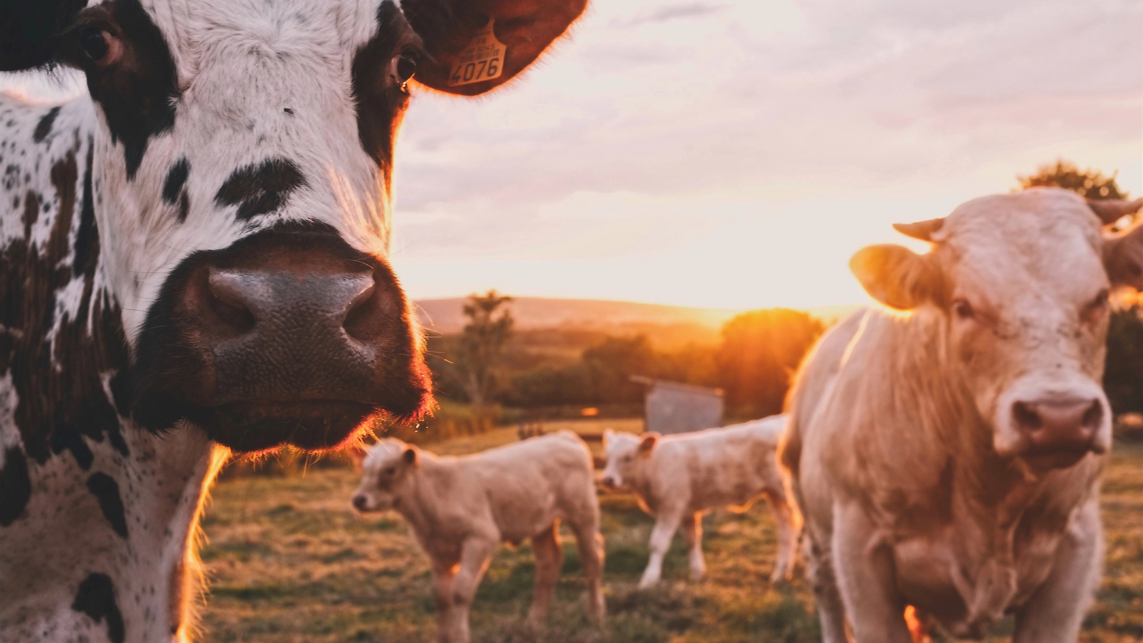 Hoe infectieziekten en klimaatopwarming elkaar versterken