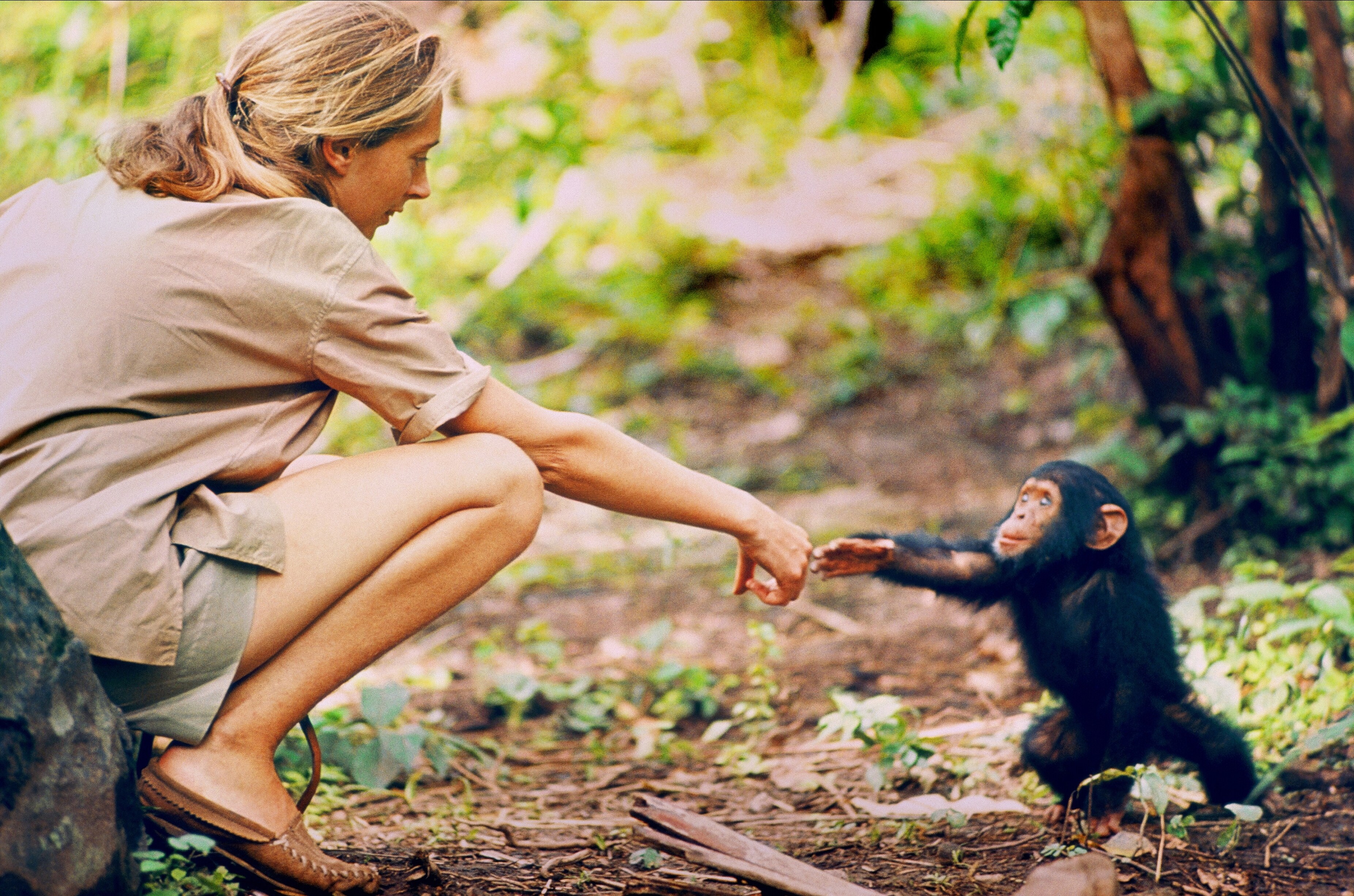 Jane Goodall: een rockster onder de antropologen