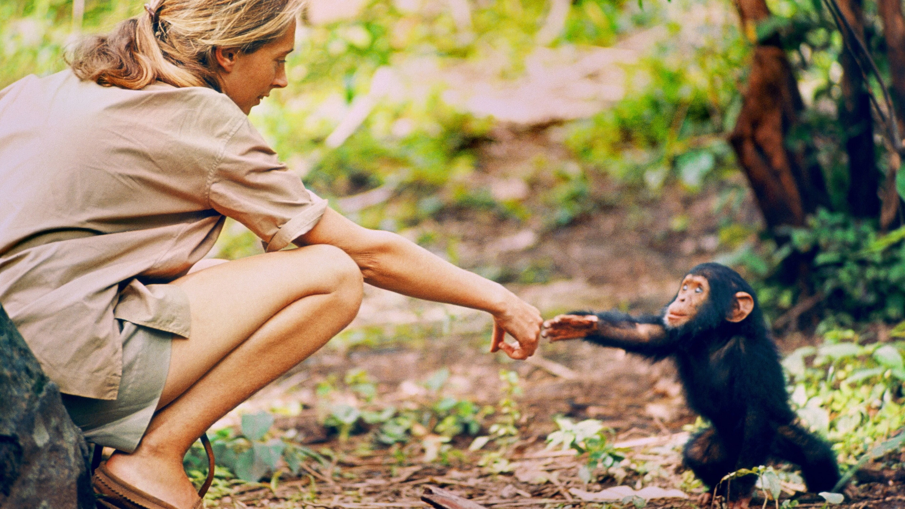Jane Goodall: een rockster onder de antropologen
