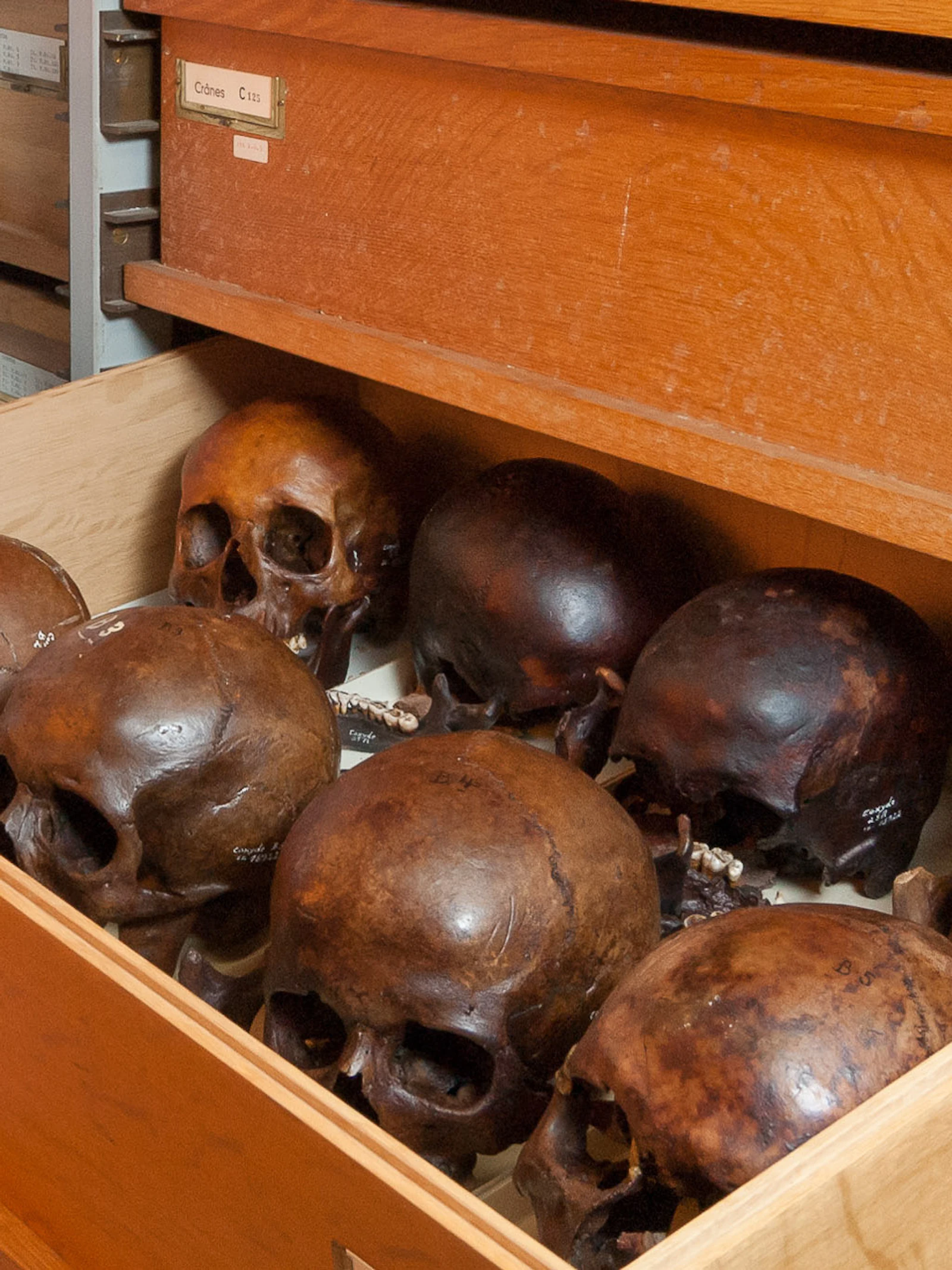 Kunnen menselijke resten uit musea terug naar land van herkomst?
