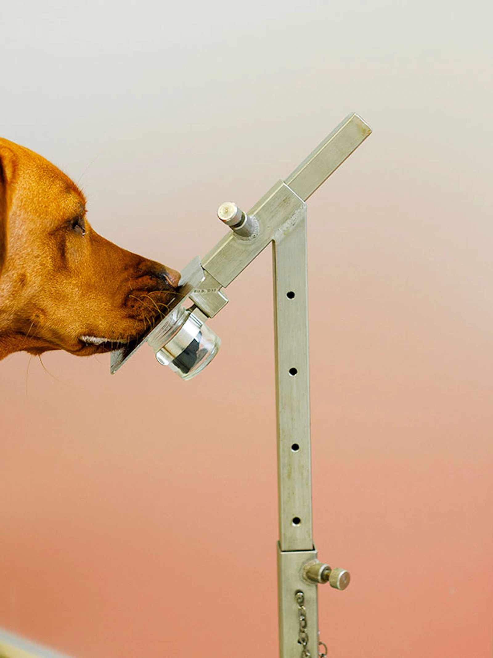 Kunnen speurhonden het coronavirus ruiken? Dit zegt de wetenschap