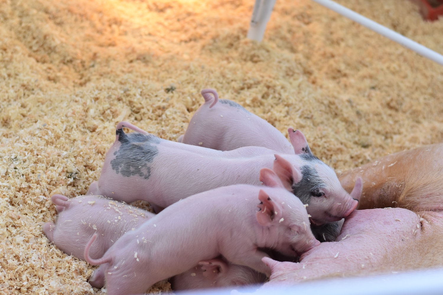 Amerikanen keuren gg-varken goed voor consumptie en orgaandonatie