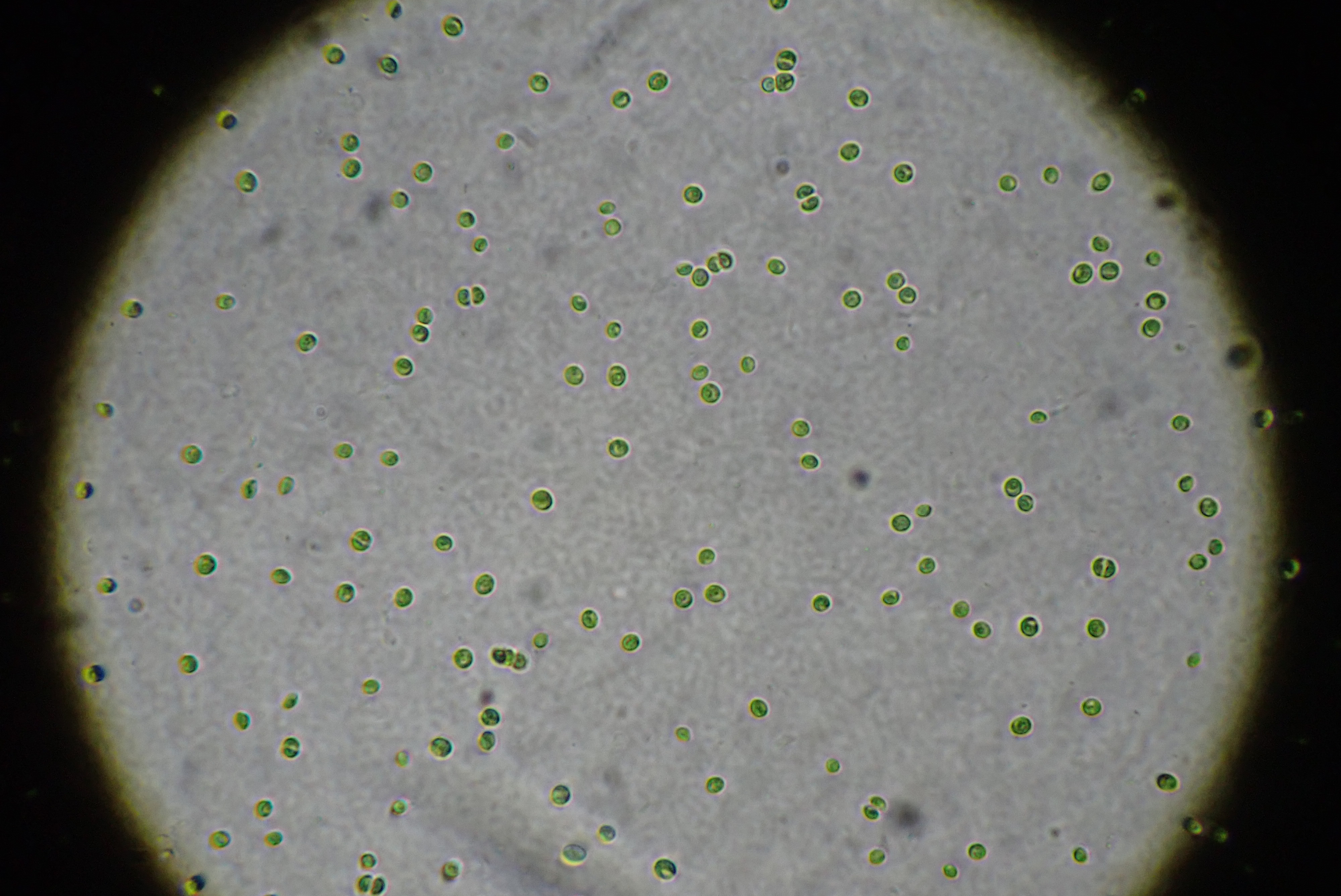 Microalgen onder de microscoop