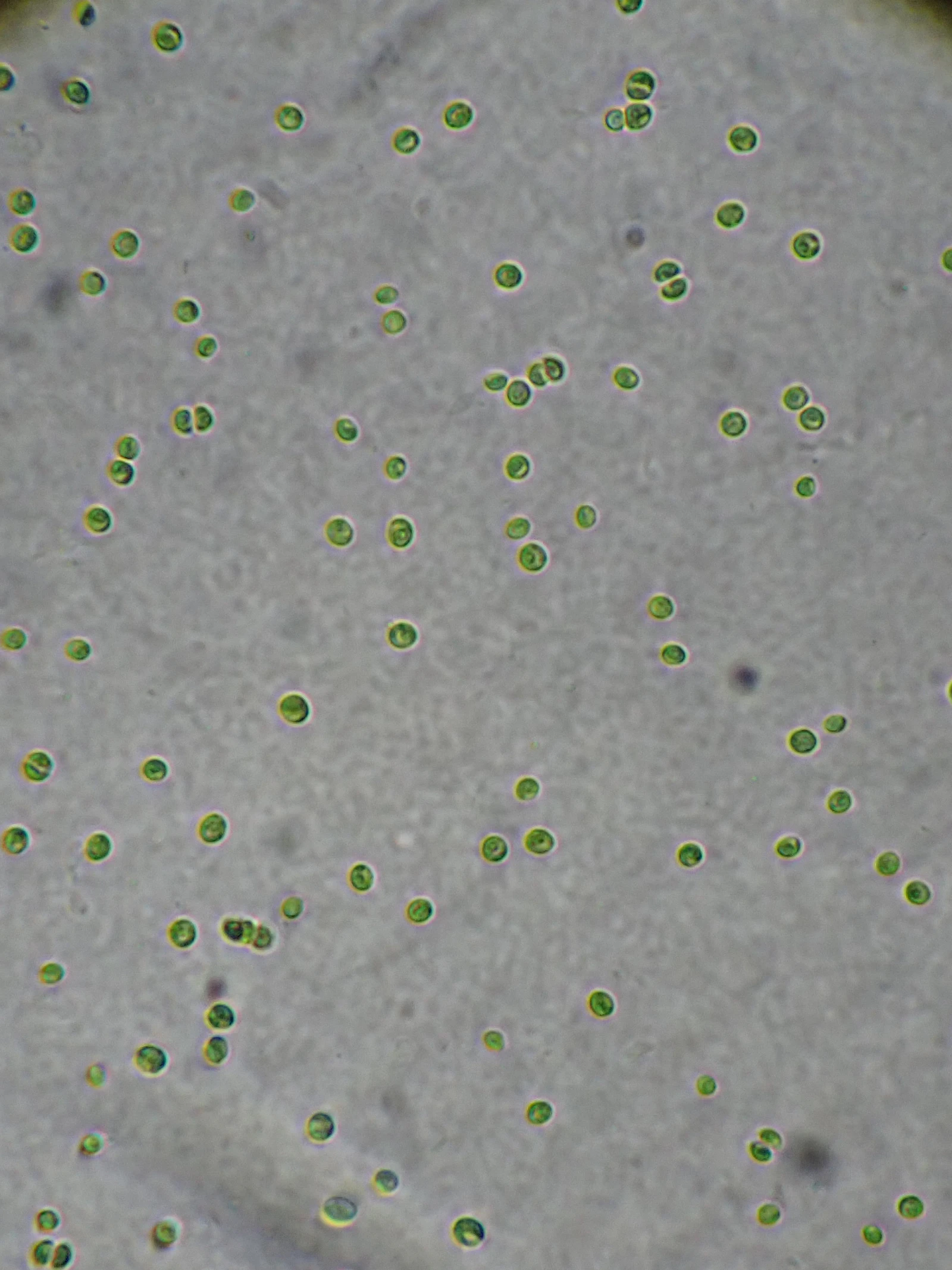 Microalgen onder de microscoop Microalgen onder de microscoop