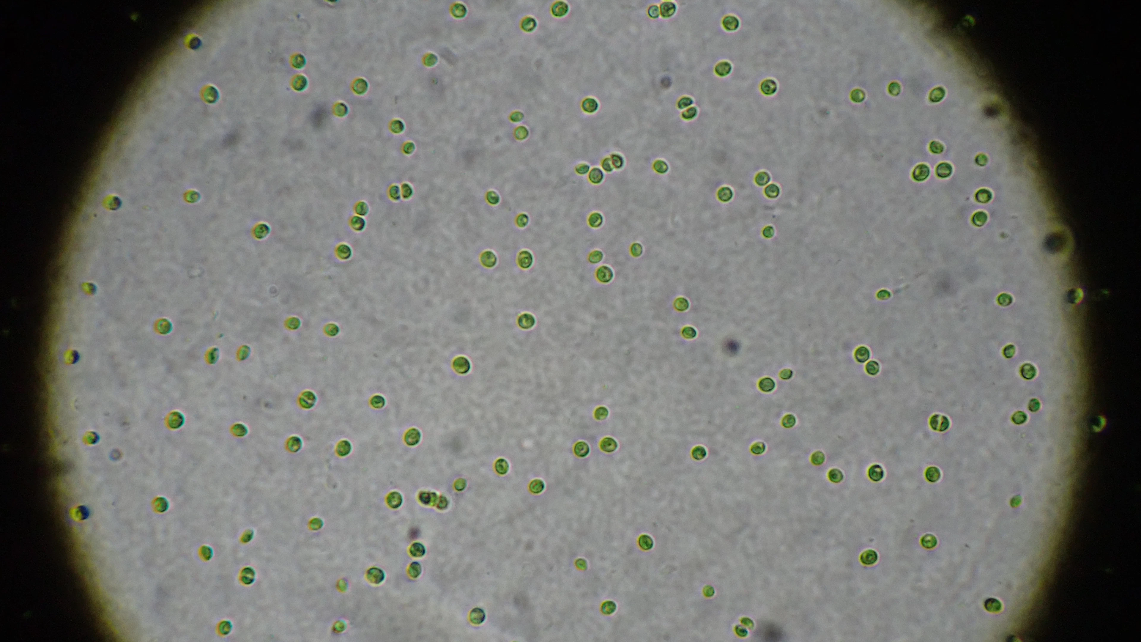 Microalgen onder de microscoop Microalgen onder de microscoop