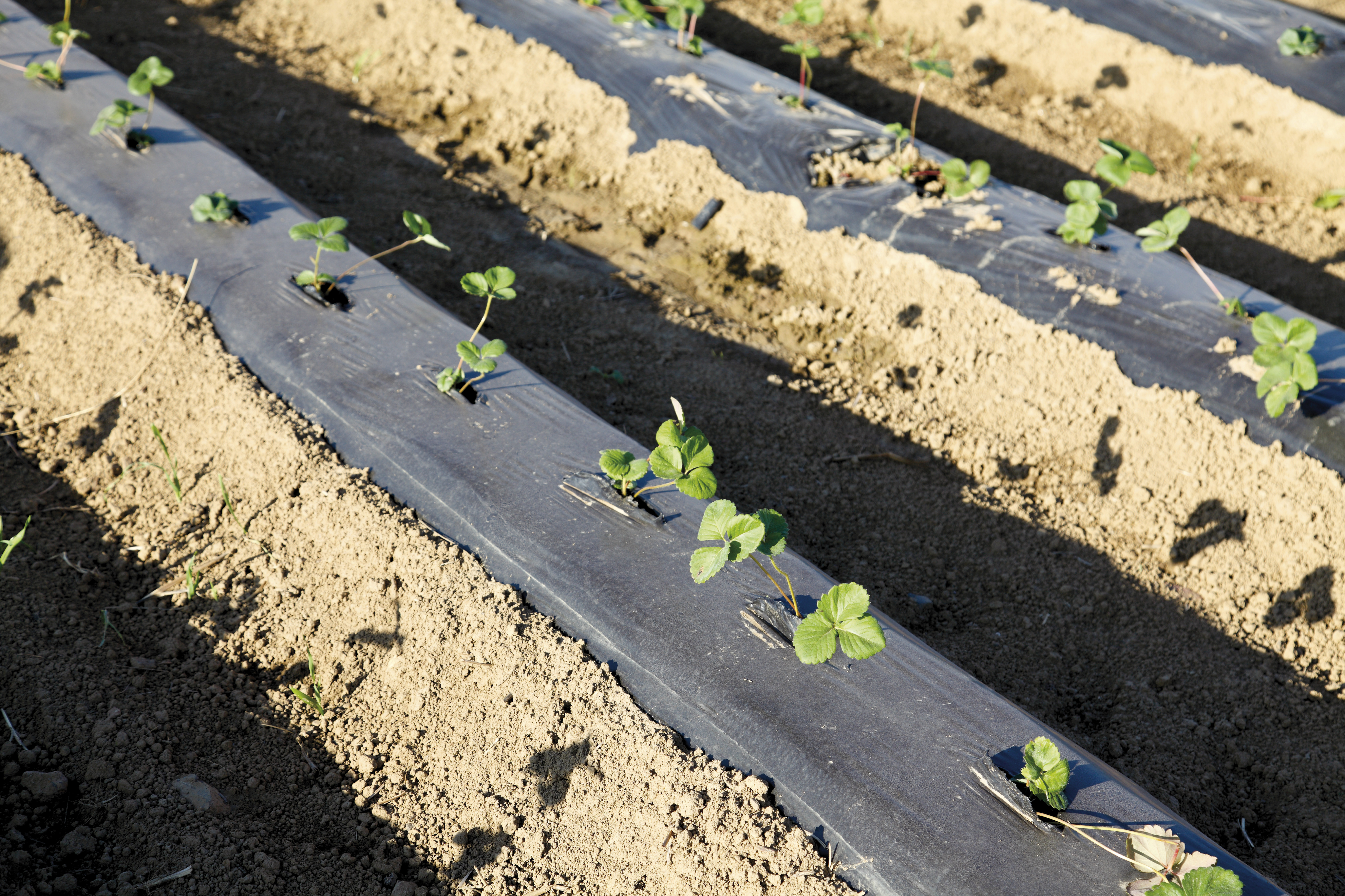 Ook bioplastics doen landbouwbodems geen goed