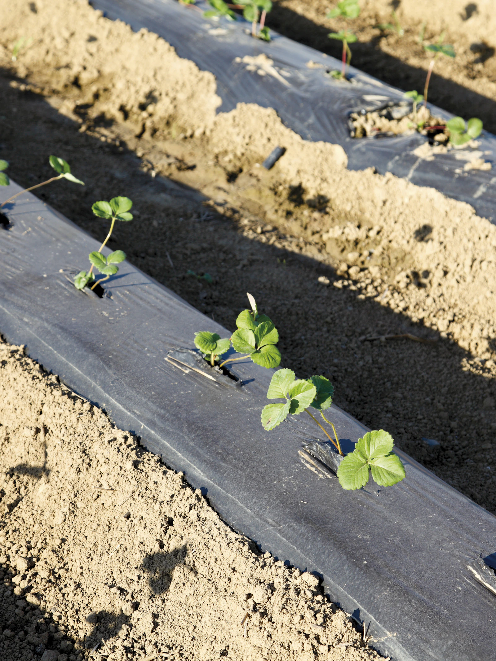 Ook bioplastics doen landbouwbodems geen goed
