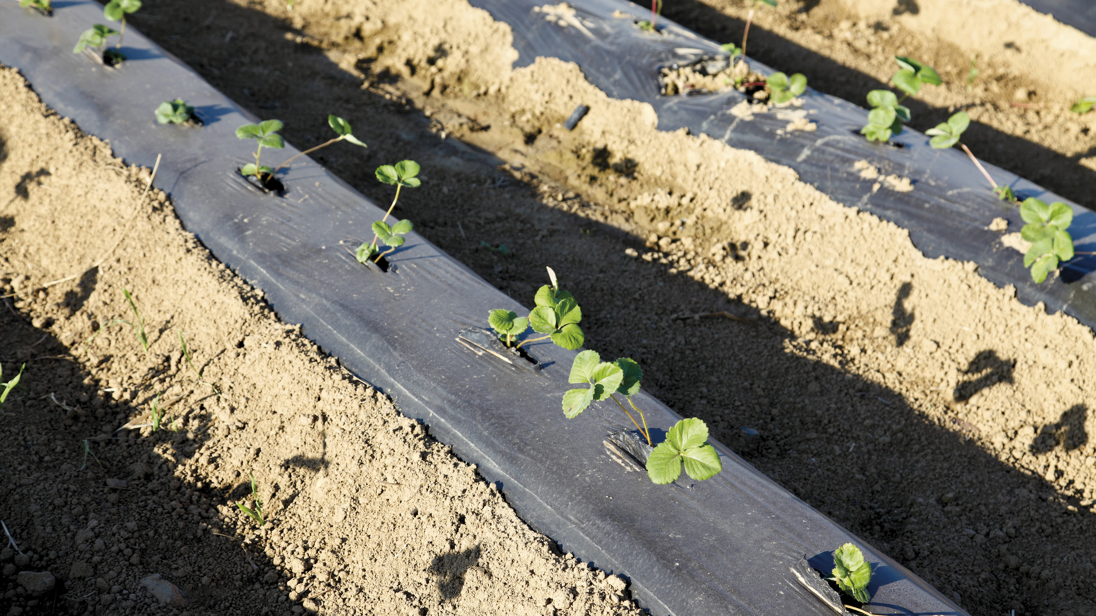 Ook bioplastics doen landbouwbodems geen goed