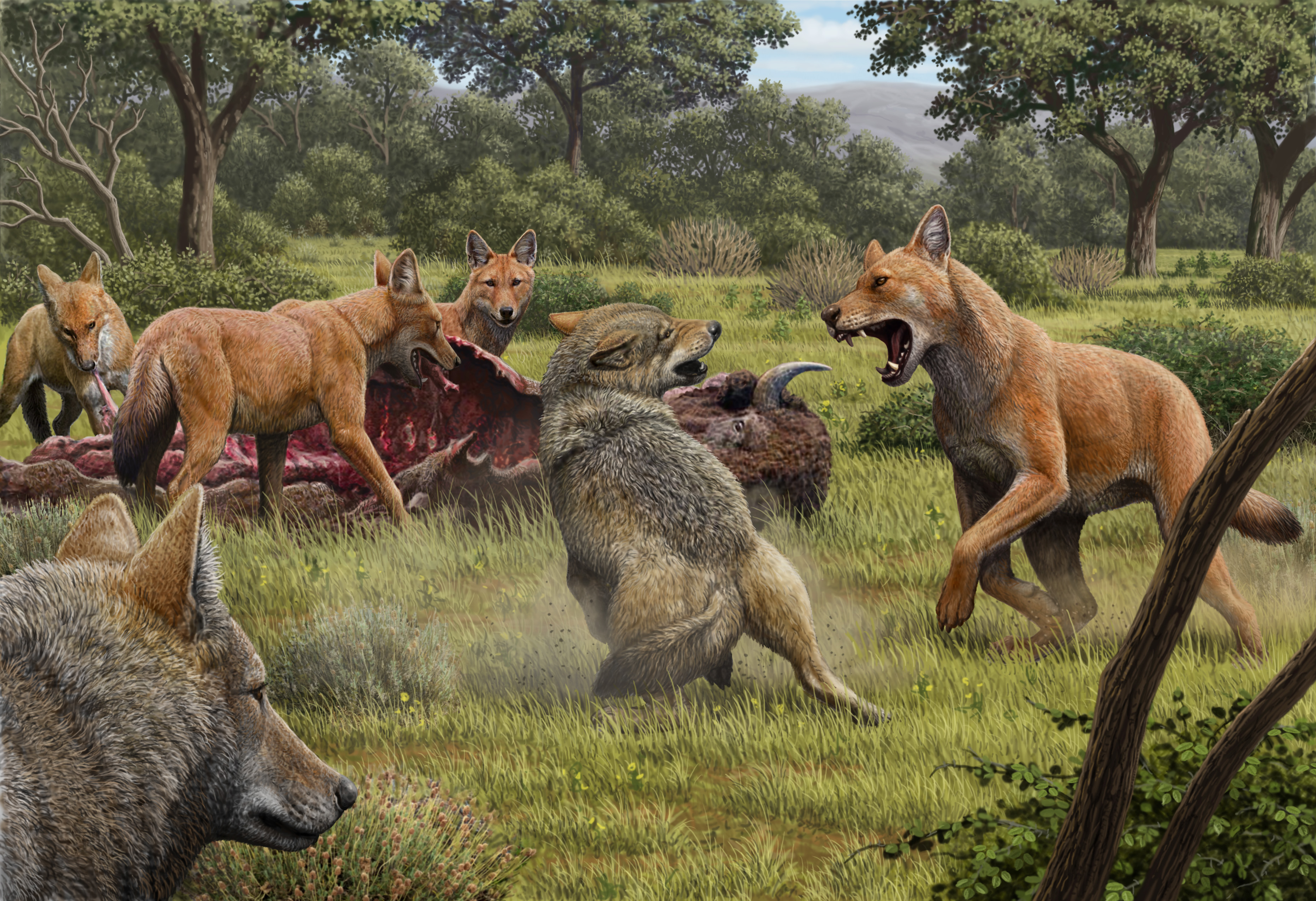 DNA-onderzoek onthult genetisch geheim van Game of Thrones-wolven