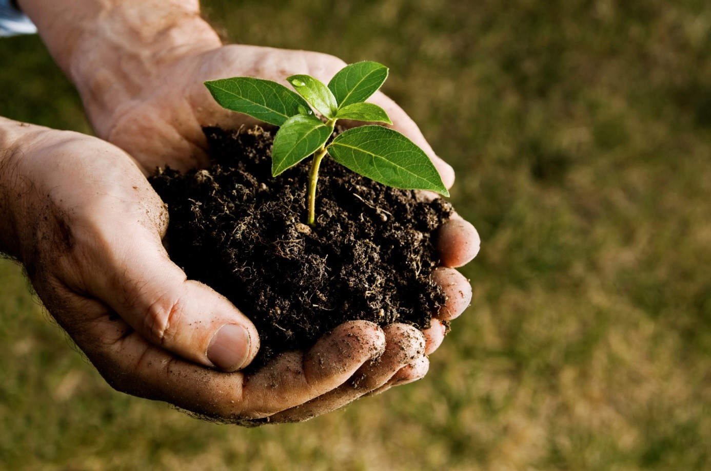 Planten versus bacteriën: een haat-liefdeverhouding