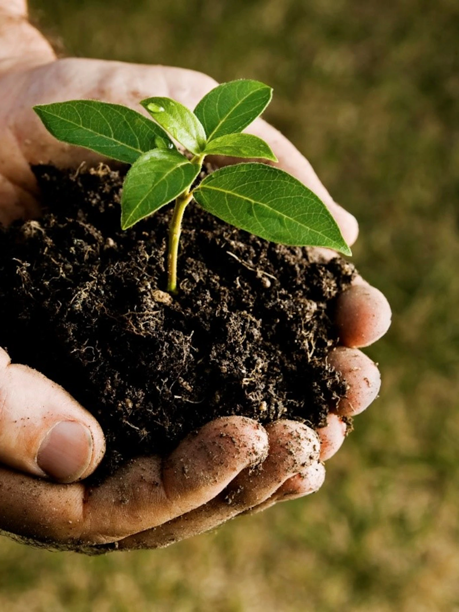 Planten versus bacteriën: een haat-liefdeverhouding