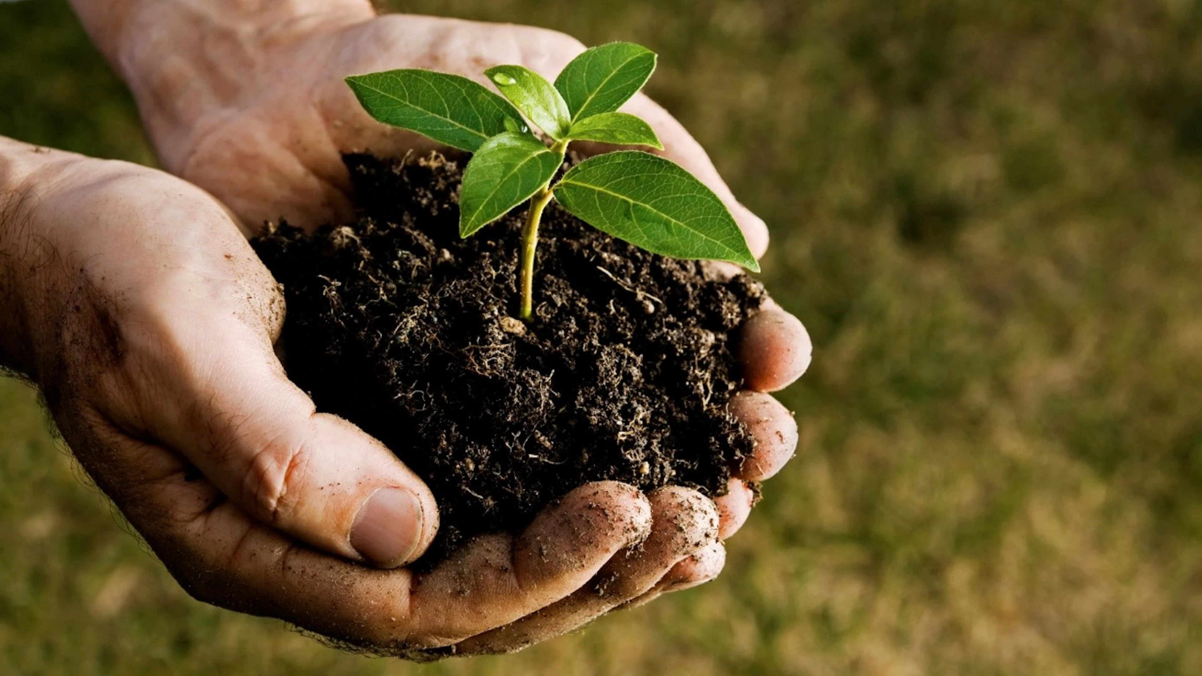 Planten versus bacteriën: een haat-liefdeverhouding